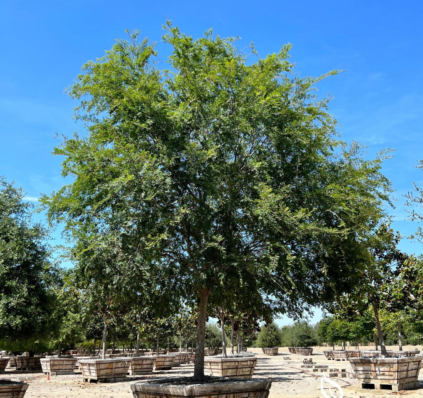 Chinese Elm Tree (Ulmus Parvifolia) - Image 4