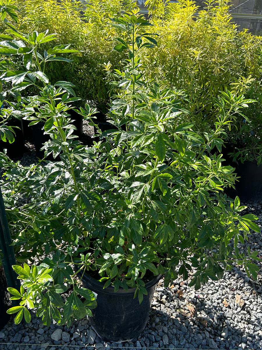 Mexican Orange Blossom - Choisya ternata