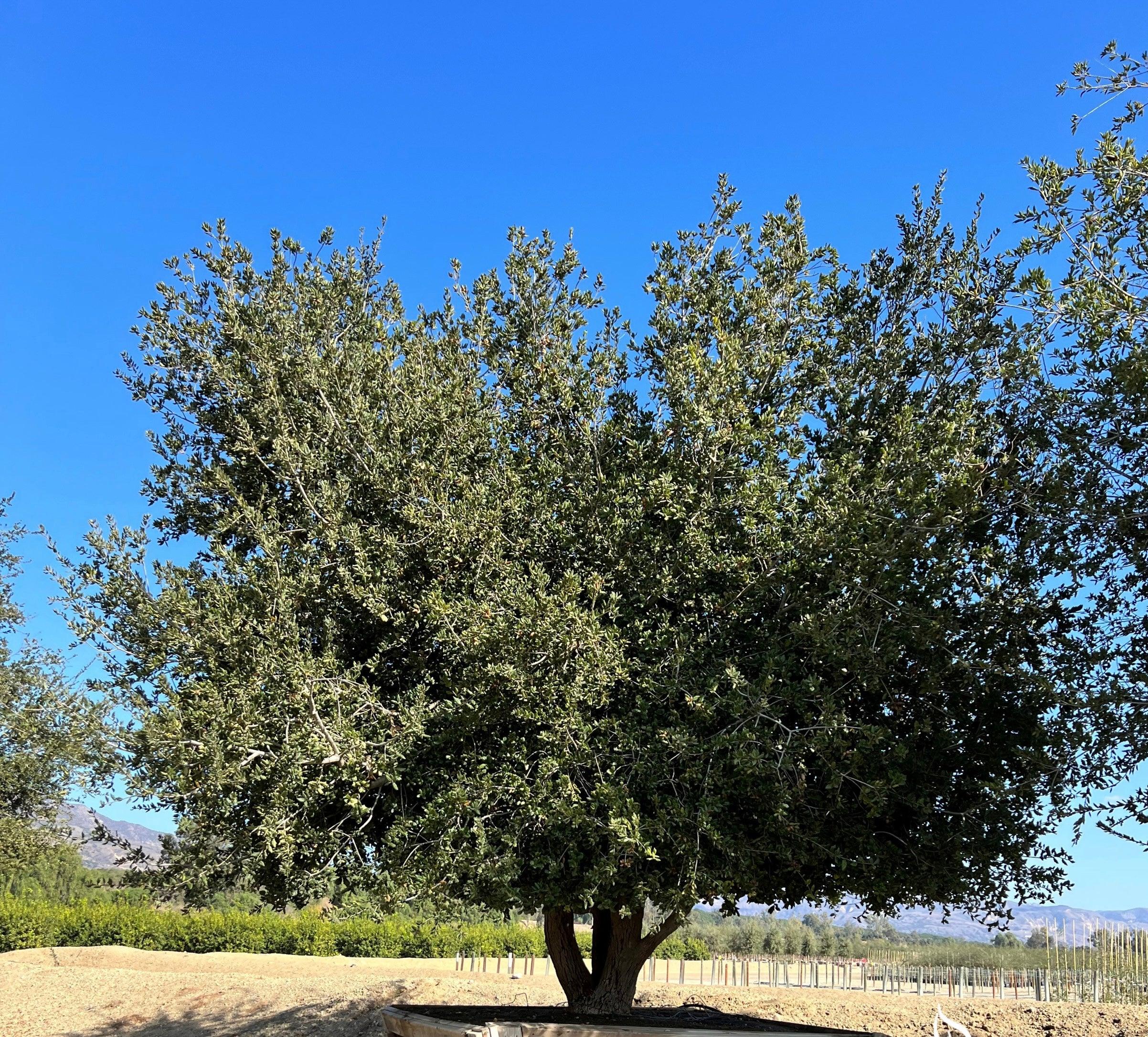 Coast Live Oak Tree (Quercus Agrifolia) - Image 10