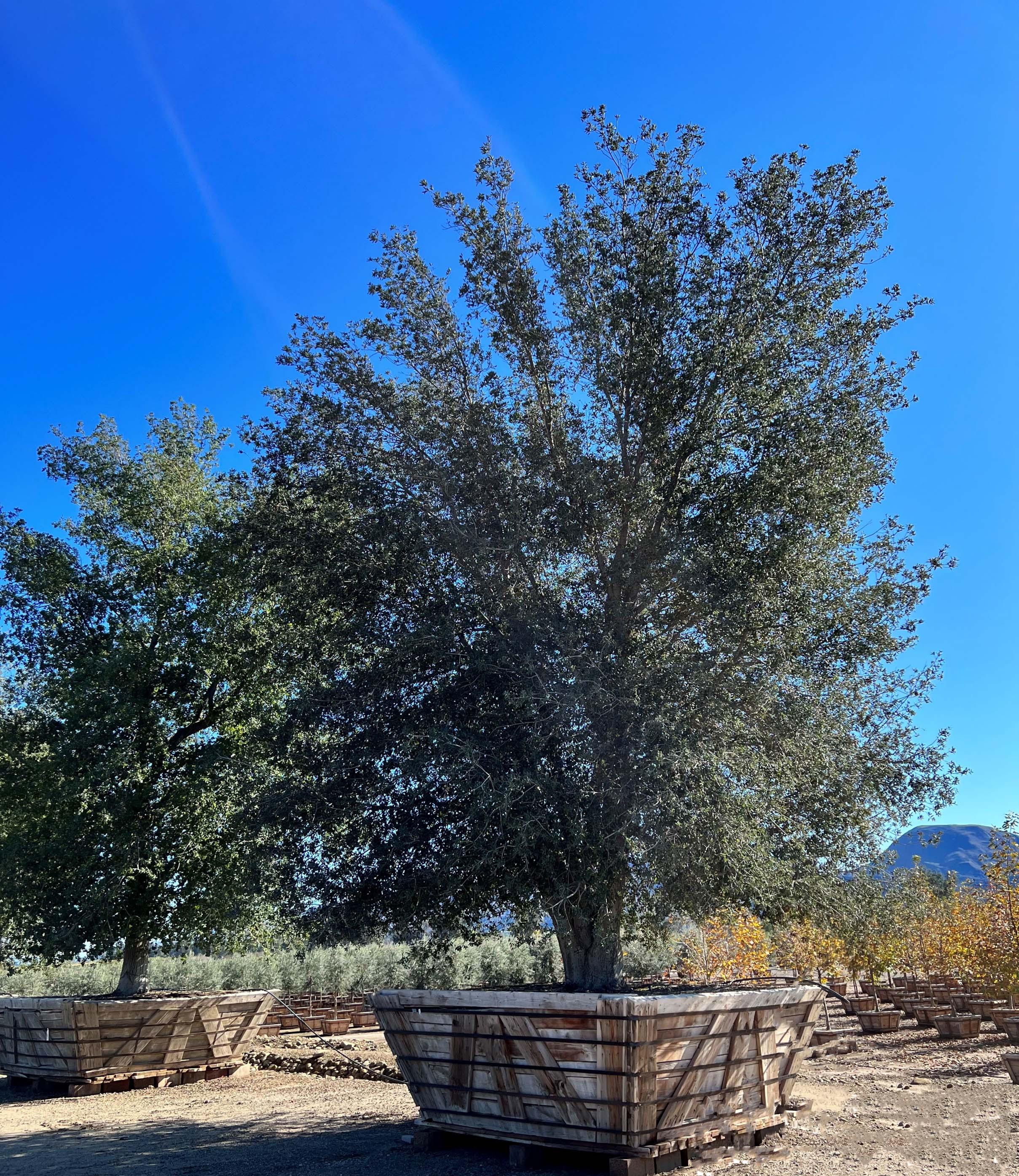 Coast Live Oak Tree (Quercus Agrifolia) - Image 11