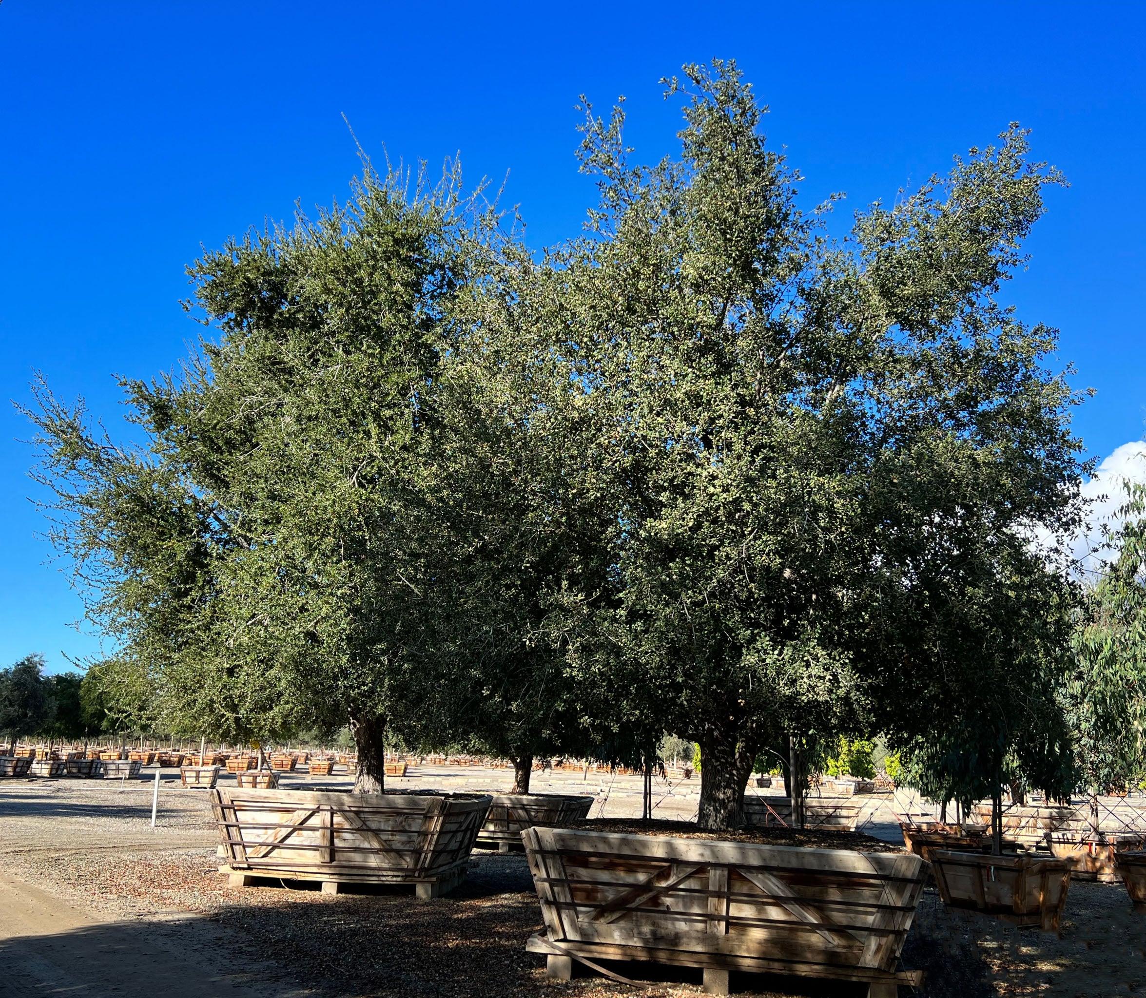 Coast Live Oak Tree (Quercus Agrifolia) - Image 12