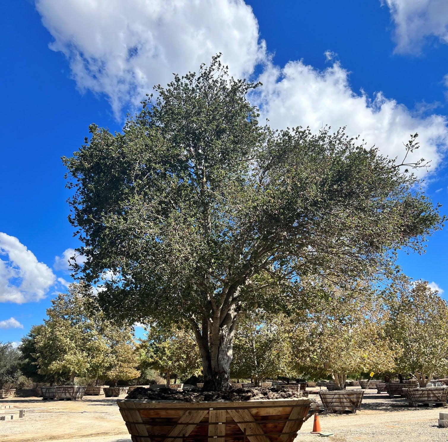 Coast Live Oak Tree (Quercus Agrifolia) - Image 13