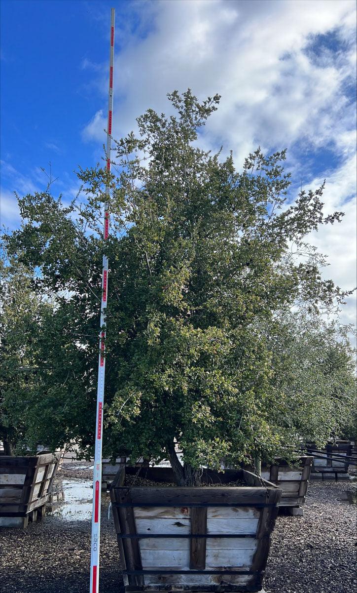 Coast Live Oak Tree (Quercus Agrifolia) - Image 14