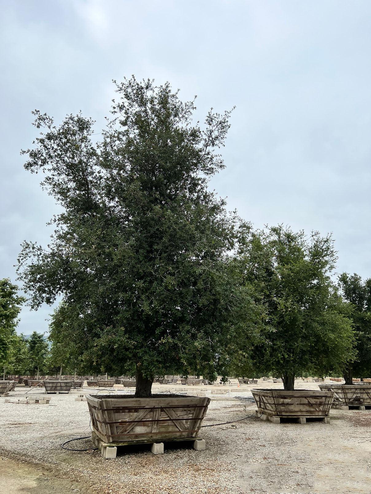 Coast Live Oak Tree (Quercus Agrifolia) - Image 16