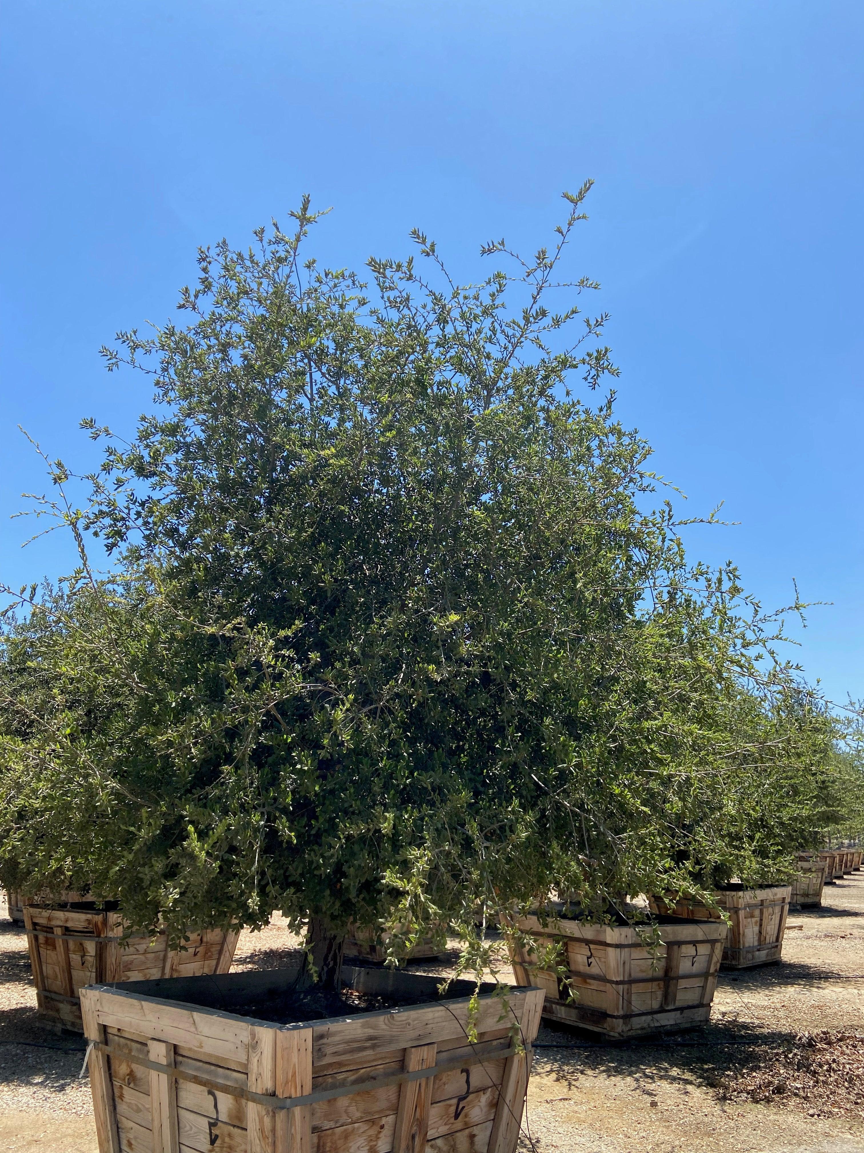 Coast Live Oak Tree (Quercus Agrifolia) - Image 5