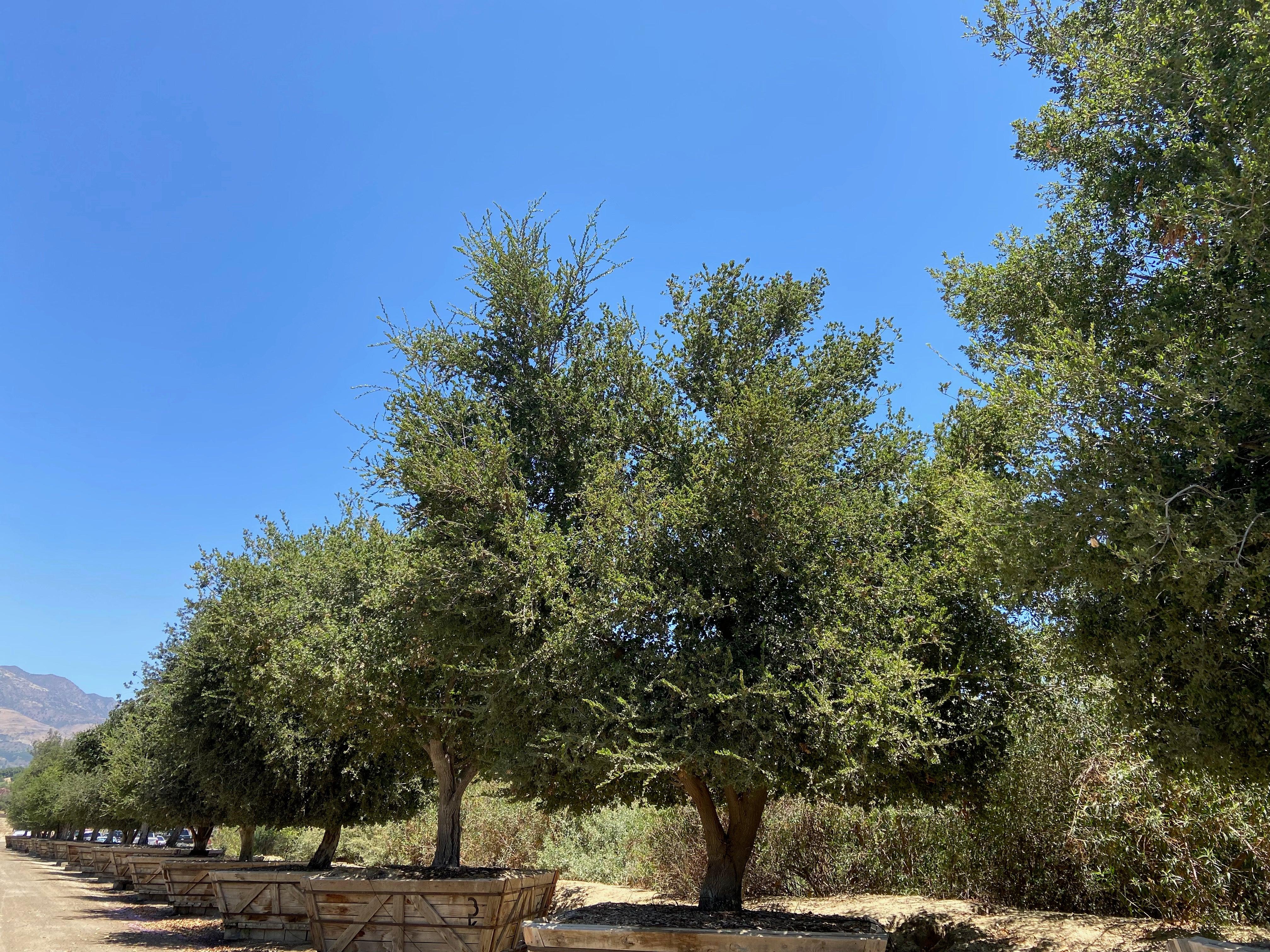 Coast Live Oak Tree (Quercus Agrifolia) - Image 6