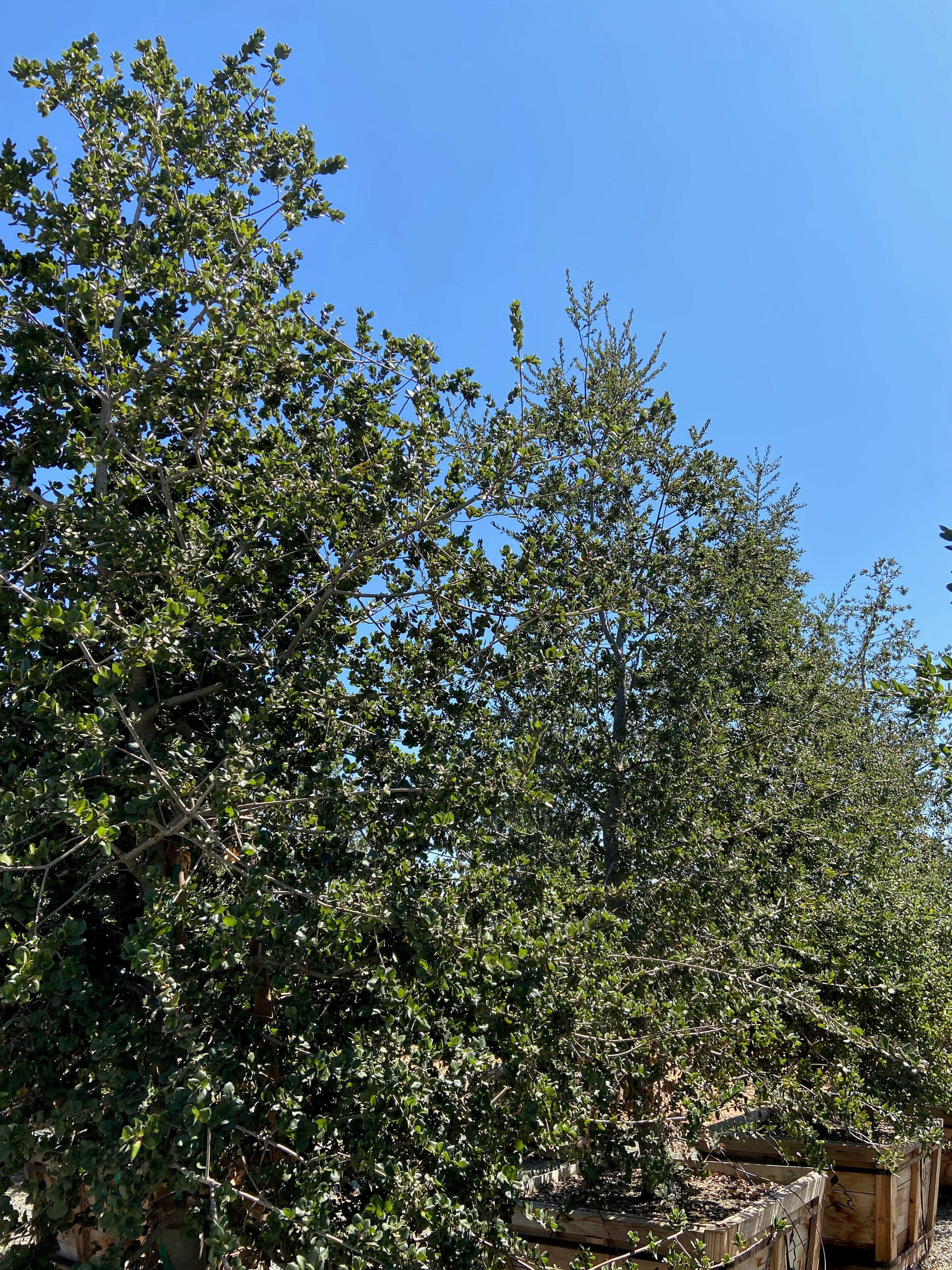 Coast Live Oak Tree (Quercus Agrifolia) - Image 7