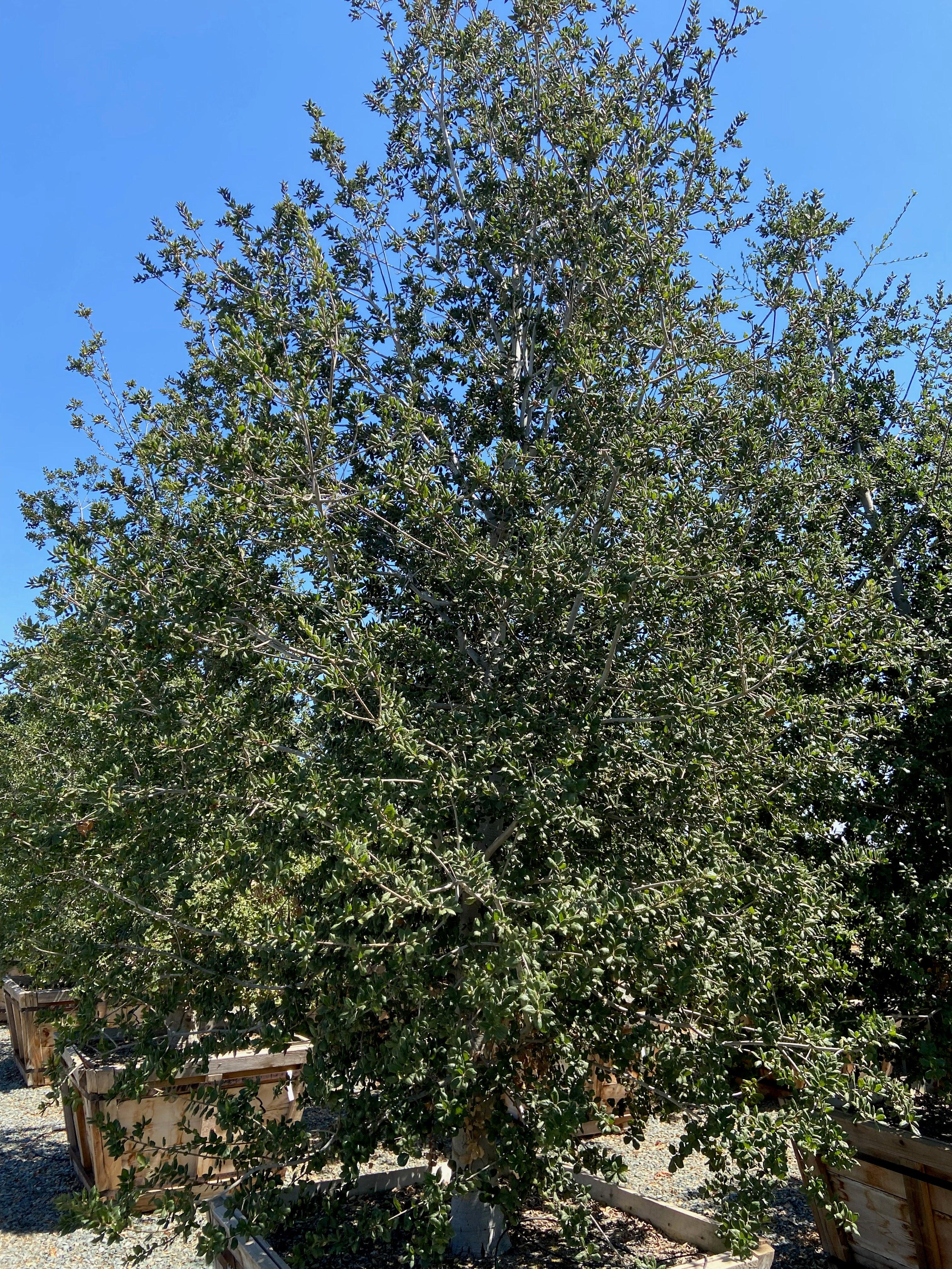 Coast Live Oak Tree (Quercus Agrifolia) - Image 8