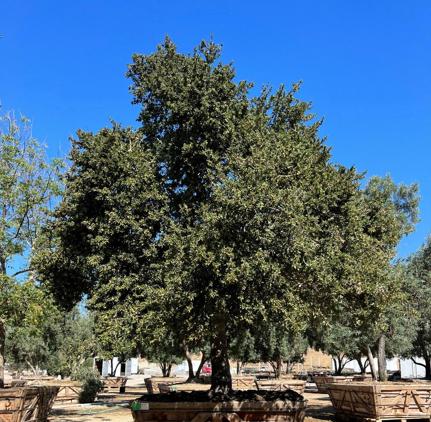 Coast Live Oak Tree (Quercus Agrifolia) - Image 9