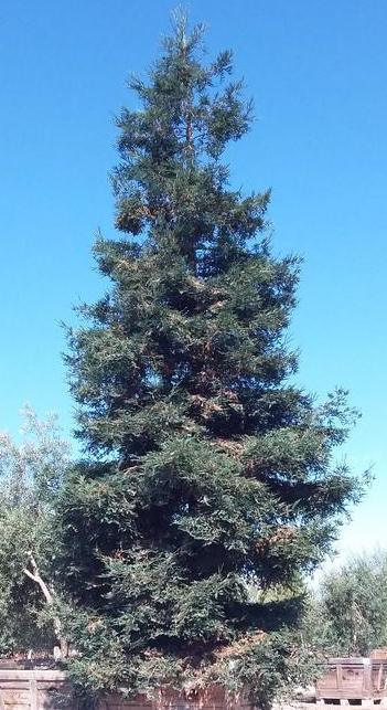 Coast Redwood Tree - Sequoia sempervirens - Image 3
