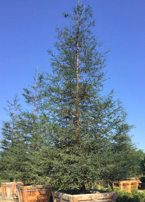 Coast Redwood Tree - Sequoia sempervirens - Image 4