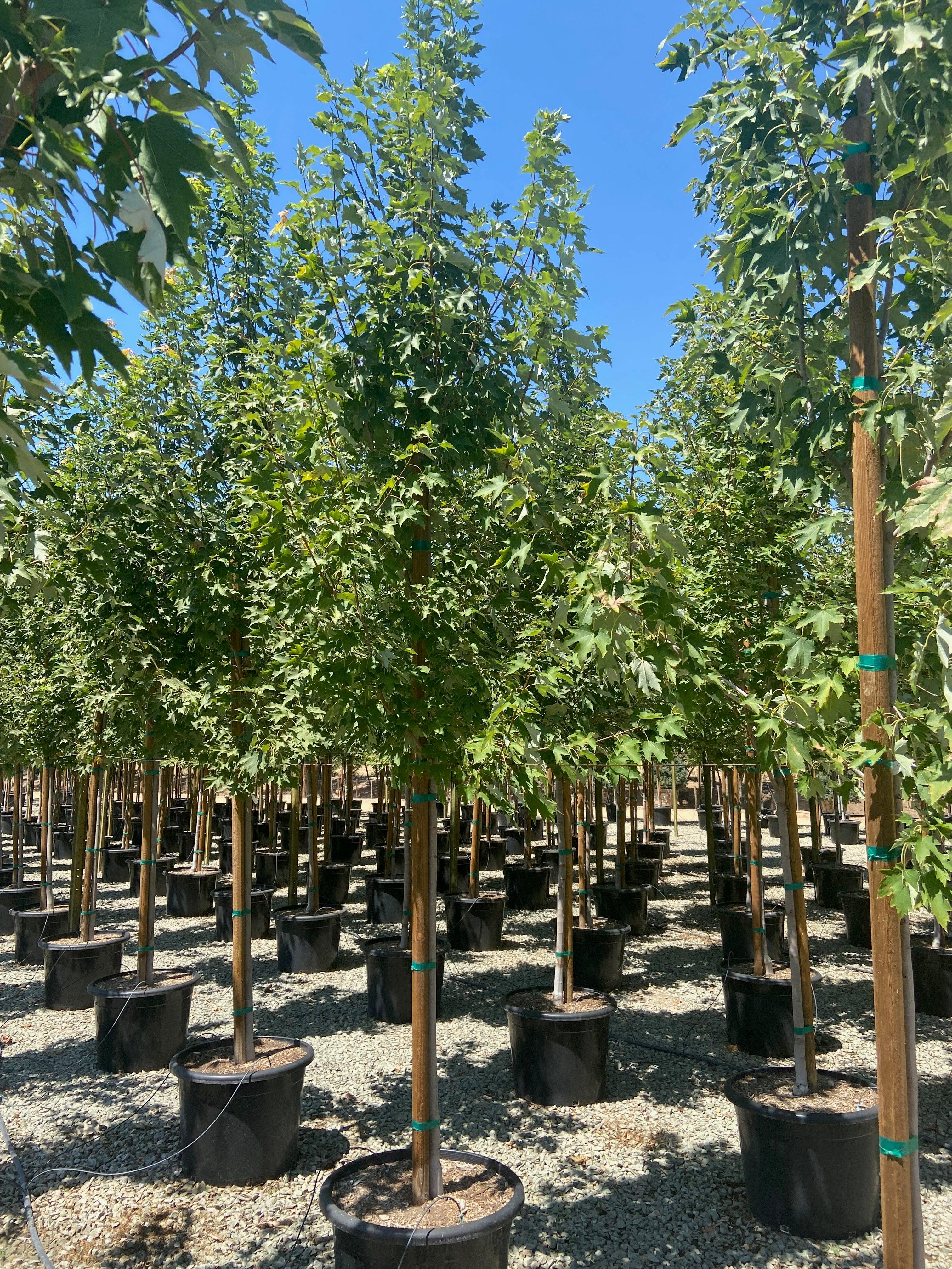 Columnar Red Maple (Acer rubrum ‘Armstrong’) - Image 3