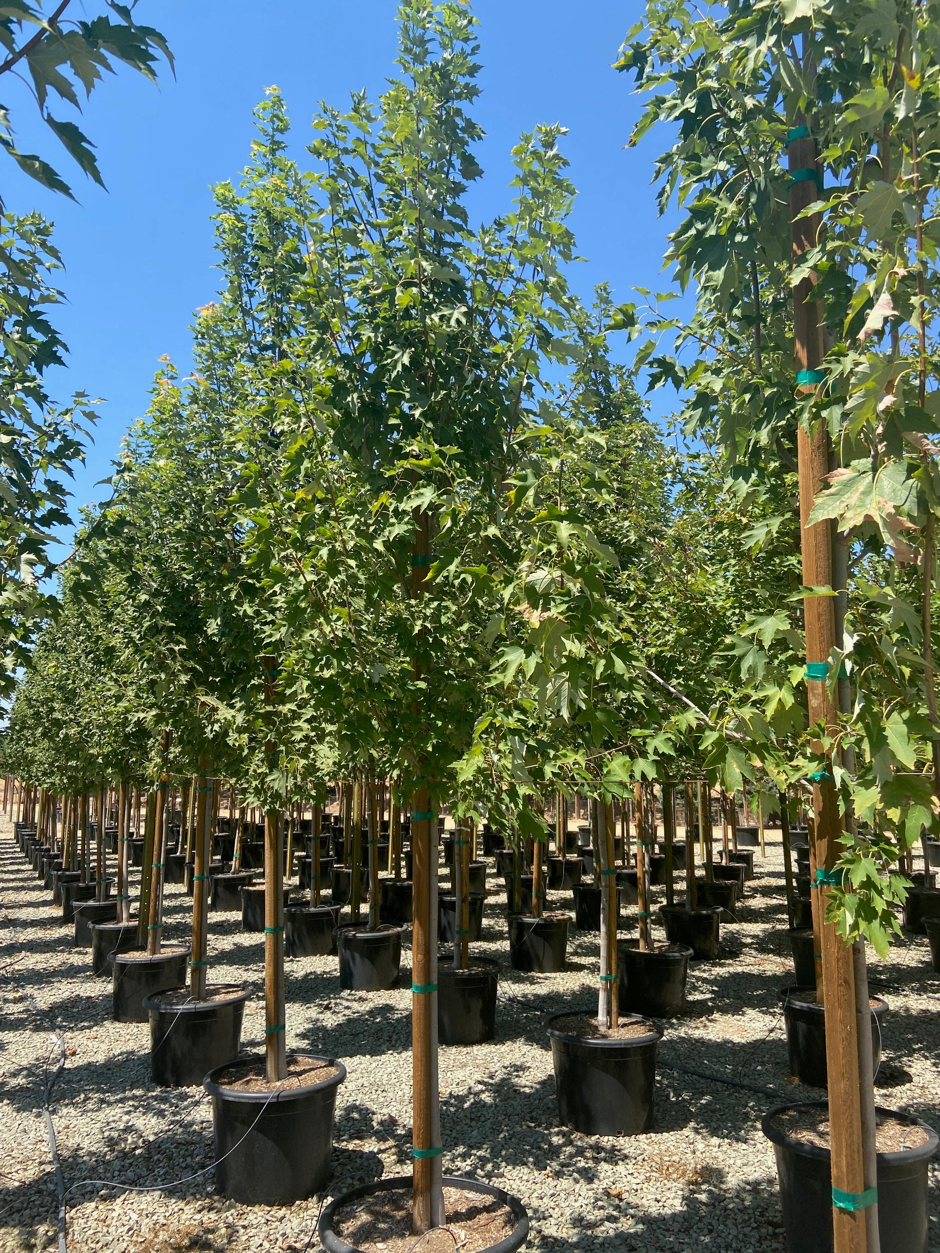 Columnar Red Maple (Acer rubrum ‘Armstrong’) - Image 4