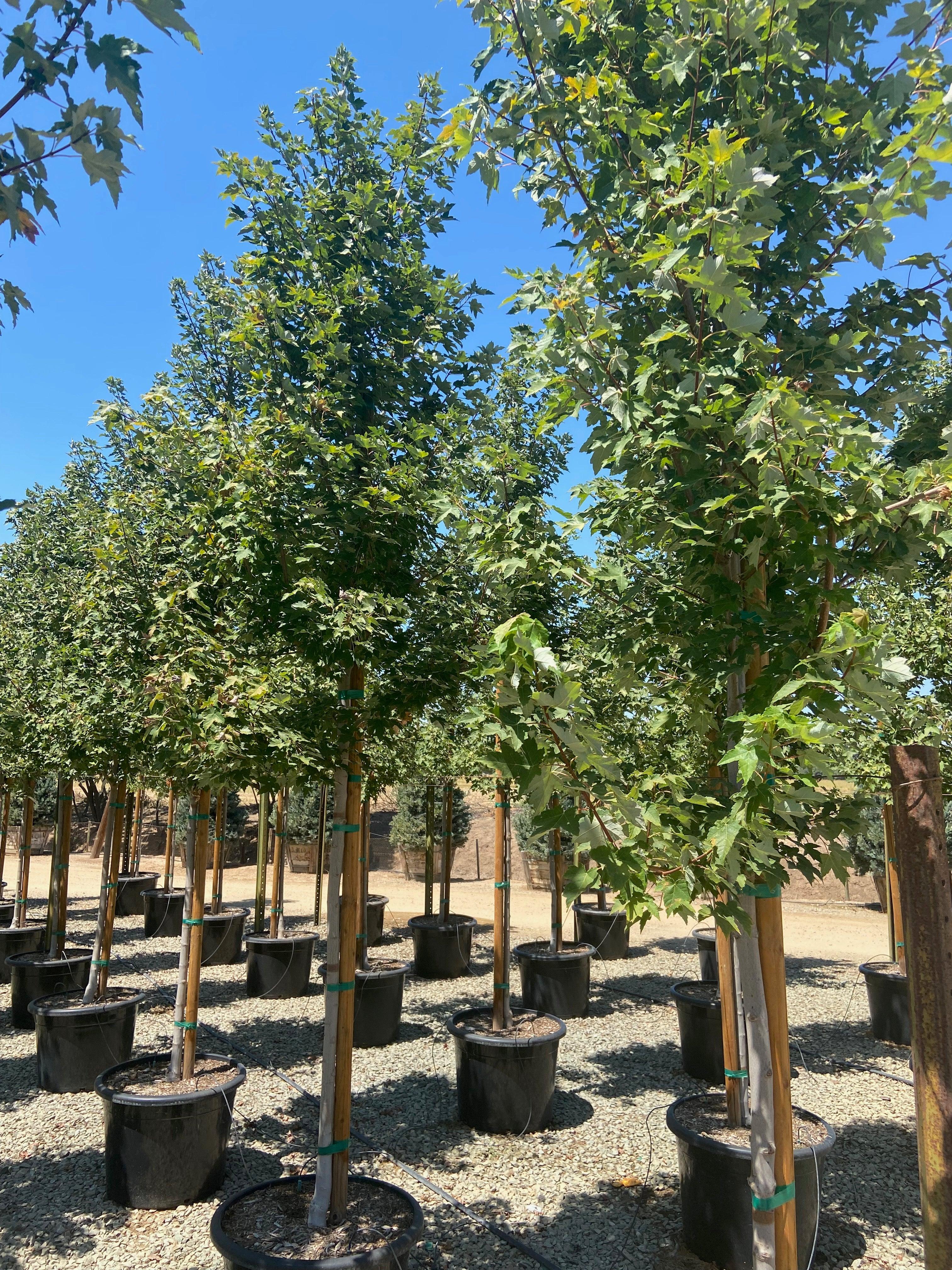 Columnar Red Maple (Acer rubrum ‘Armstrong’) - Image 5