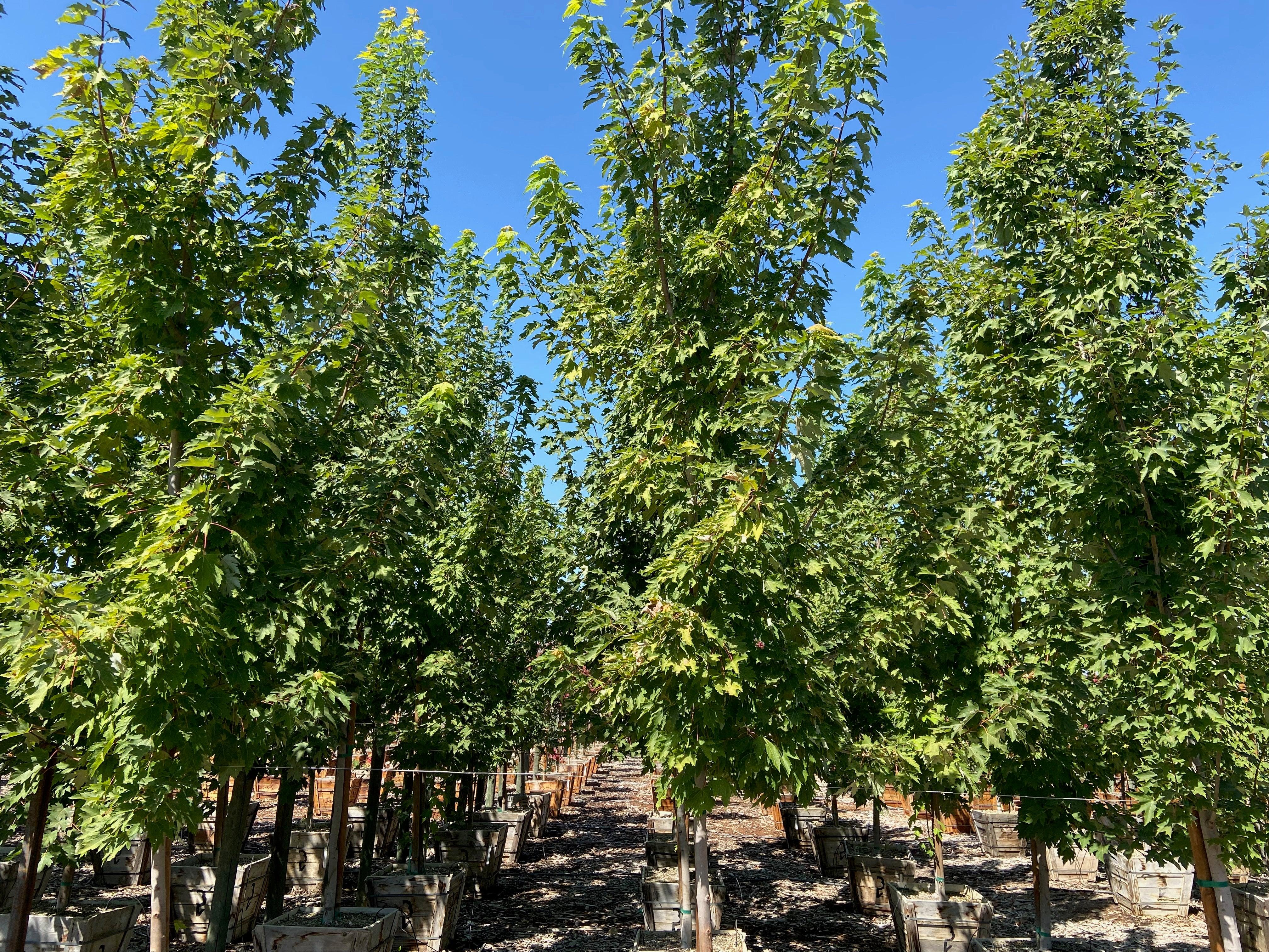 Columnar Red Maple (Acer rubrum ‘Armstrong’) - Image 6
