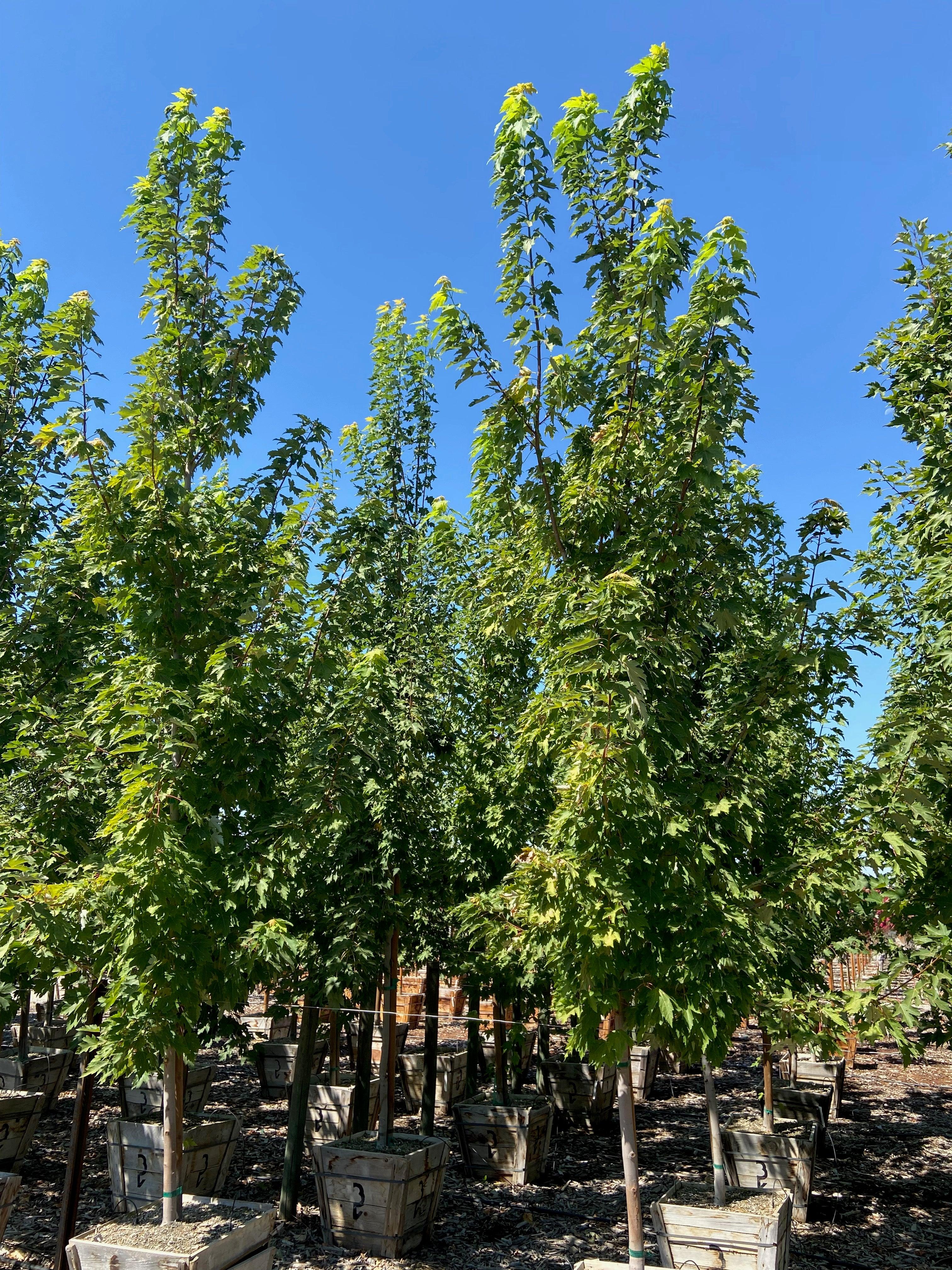 Columnar Red Maple (Acer rubrum ‘Armstrong’) - Image 7