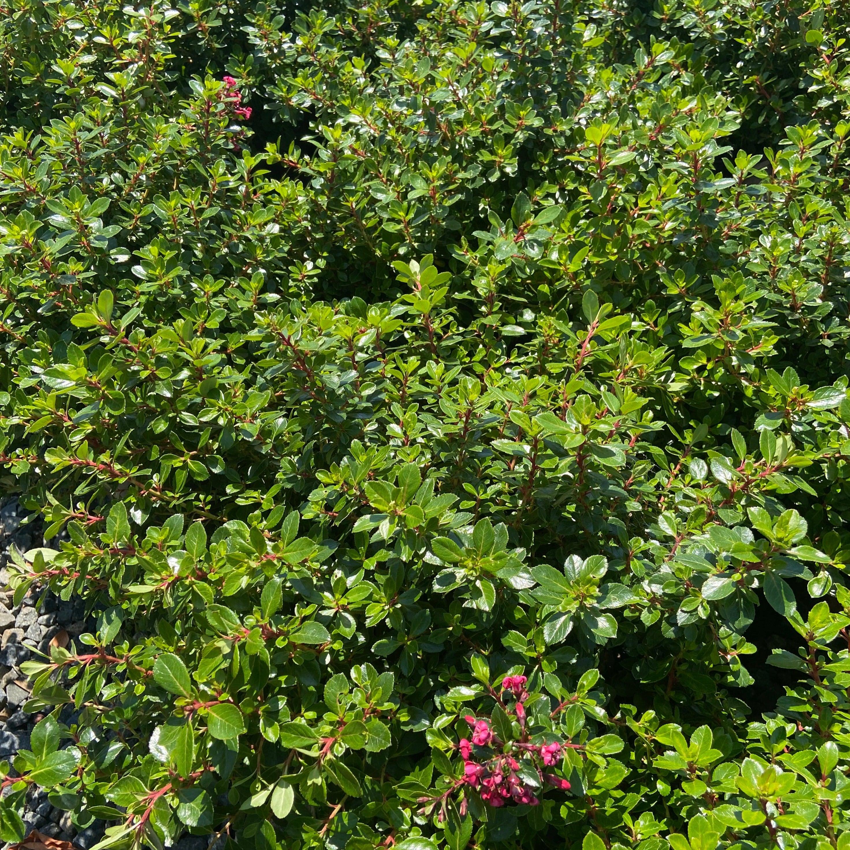 Compact Escallonia - Escallonia 'Compacta