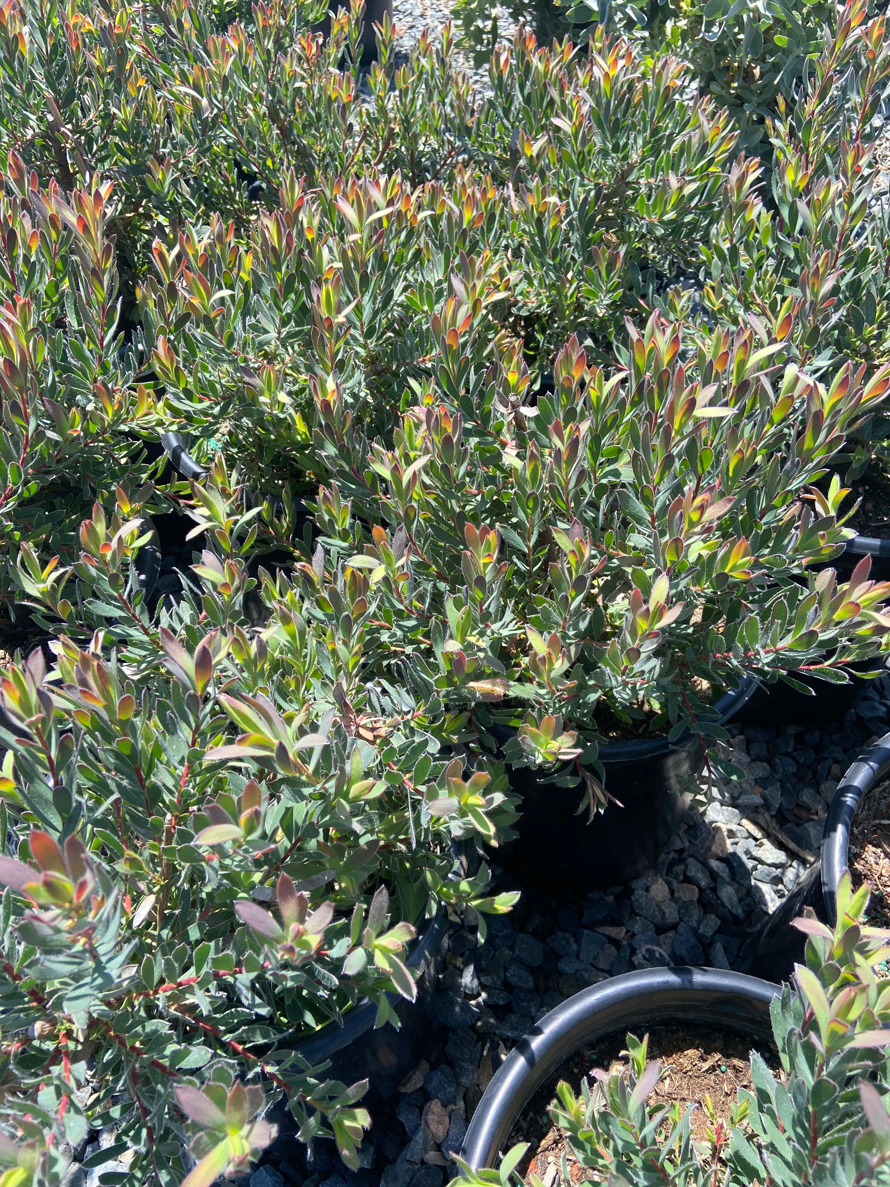 Conebush - Leucodendron