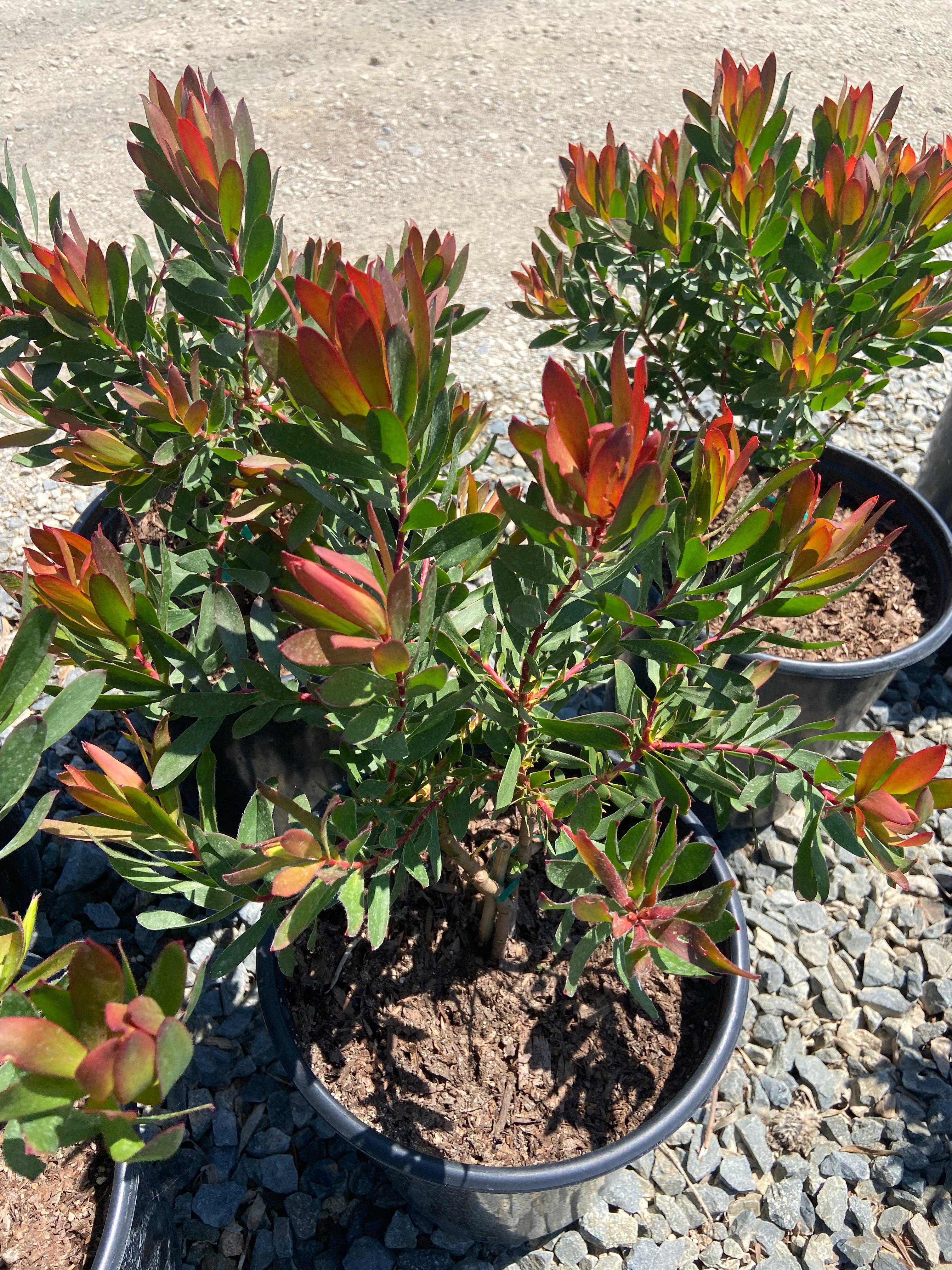 Conebush - Leucodendron - Image 10