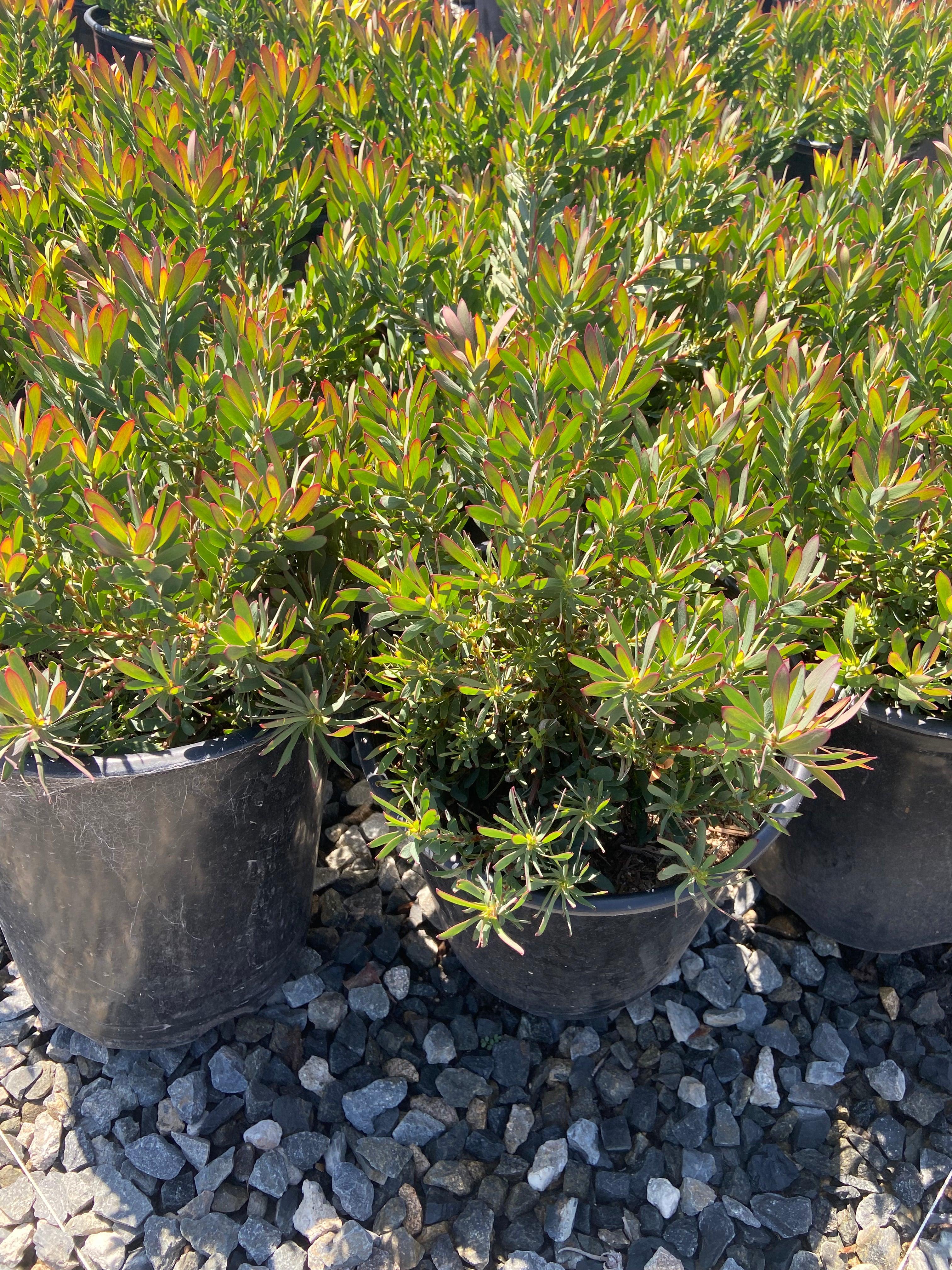 Conebush - Leucodendron - Image 11