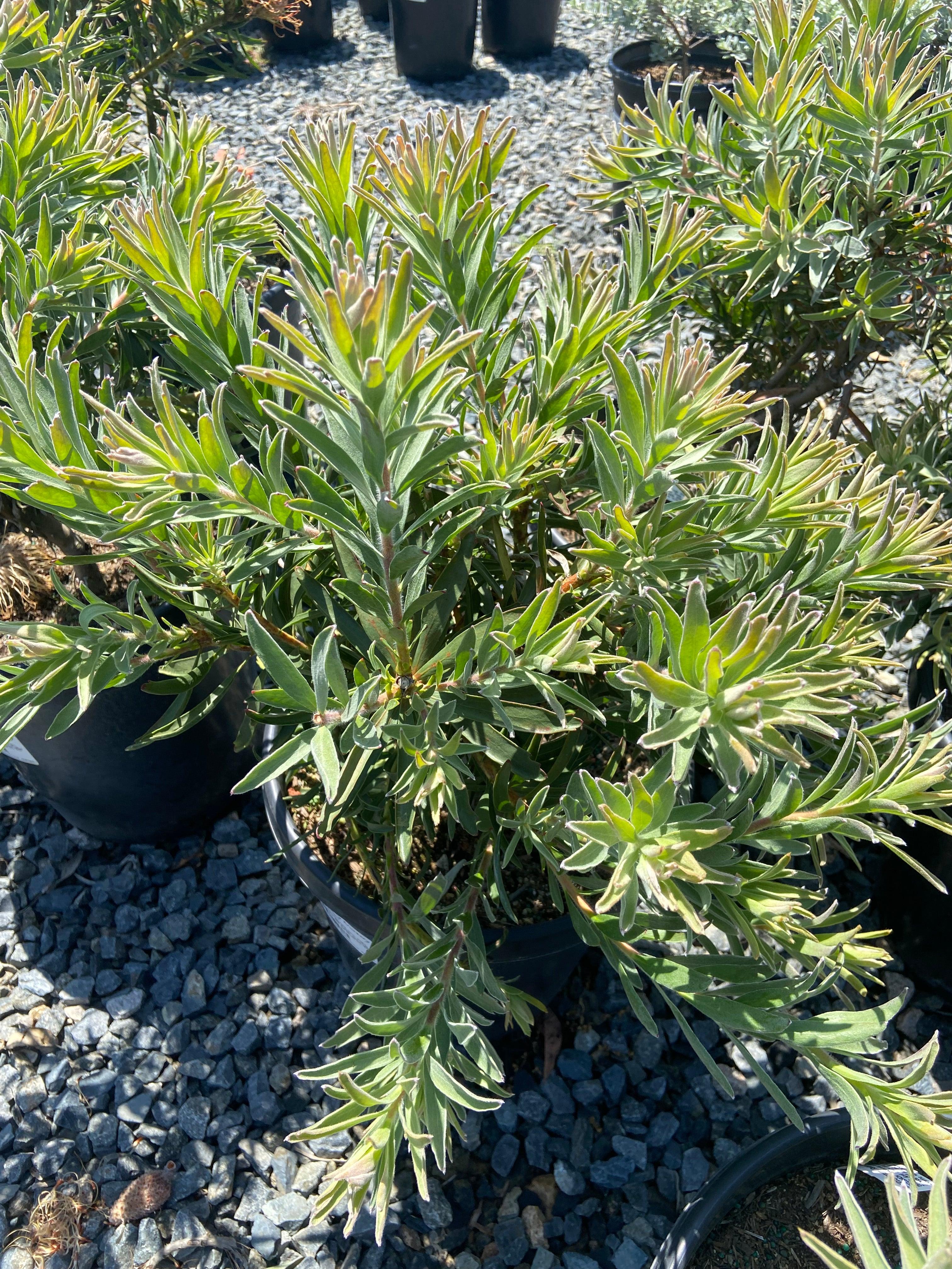 Conebush - Leucodendron - Image 12