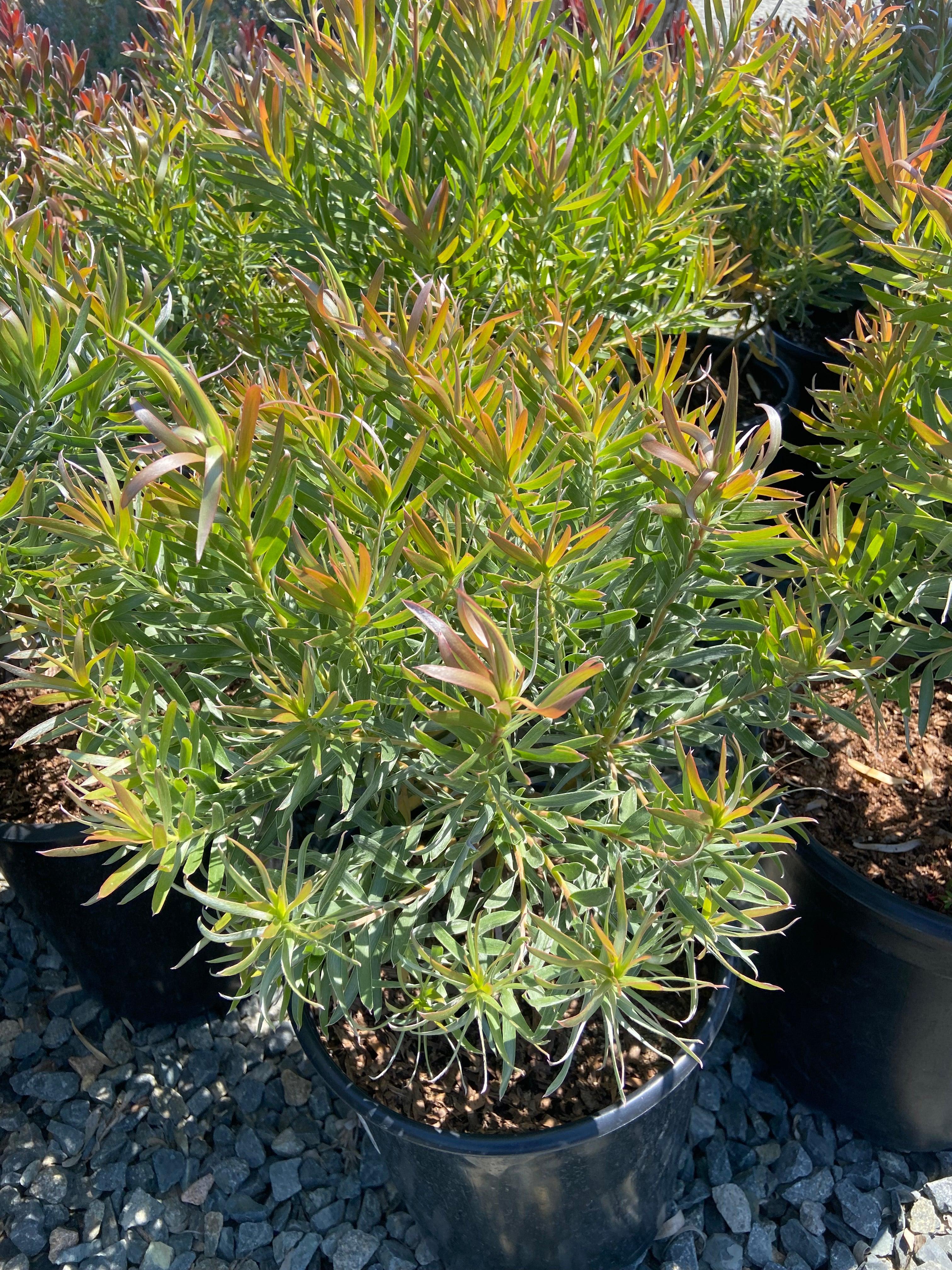 Conebush - Leucodendron - Image 2