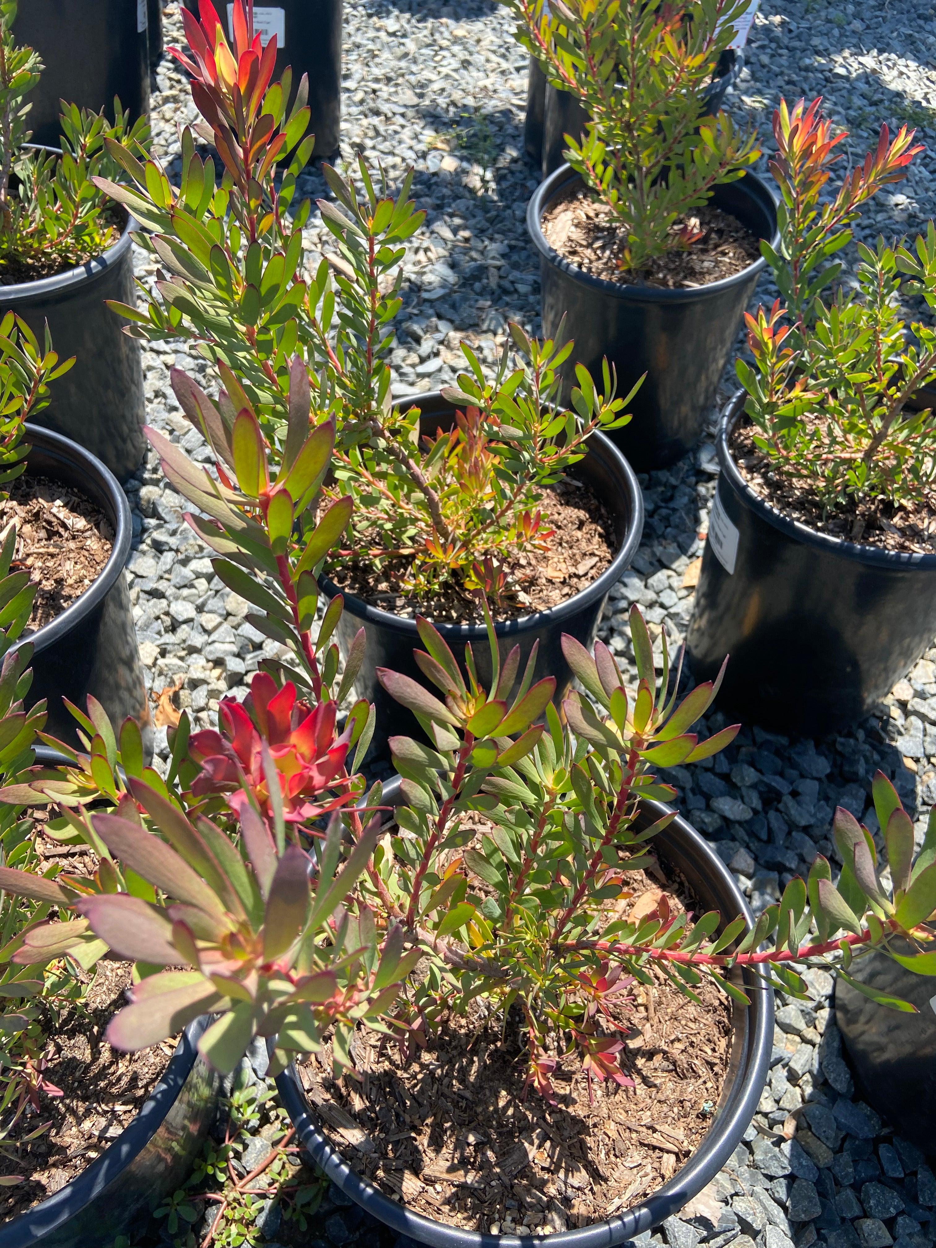 Conebush - Leucodendron - Image 3