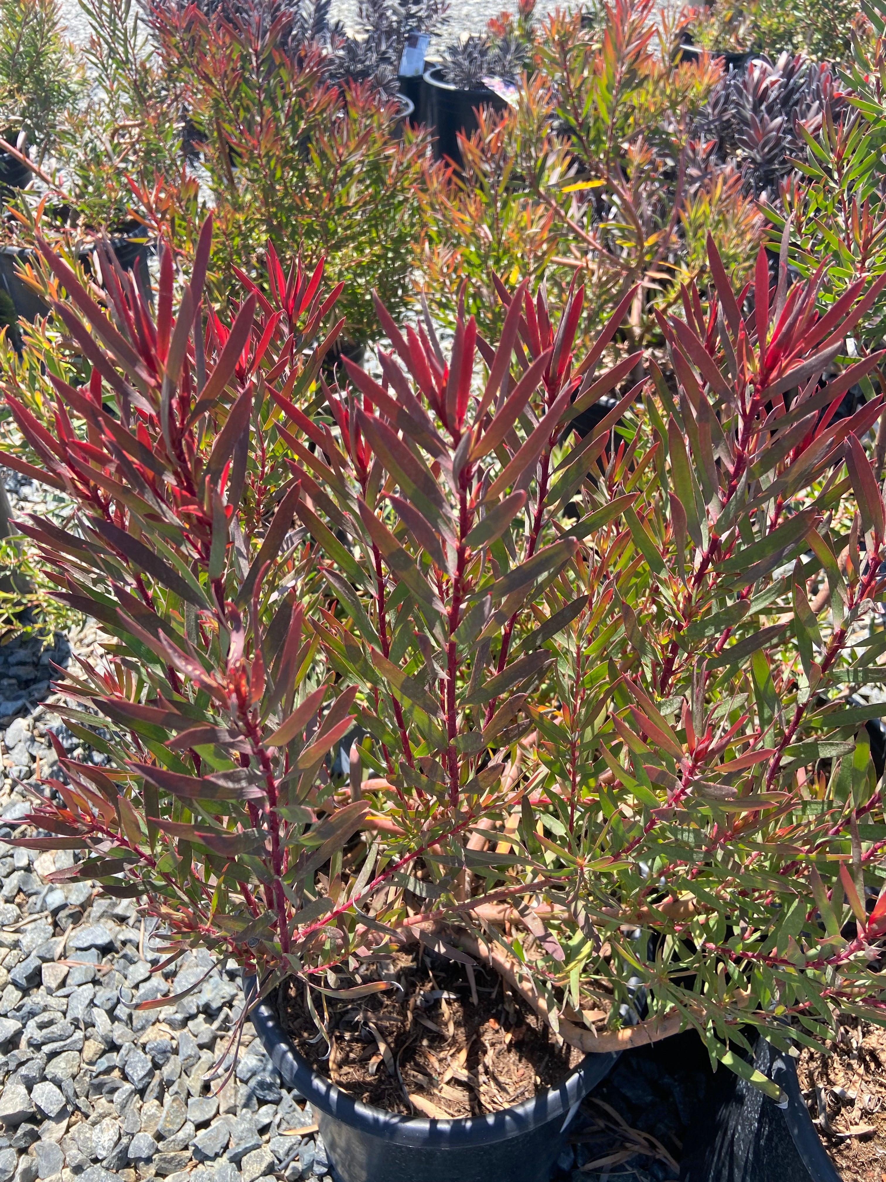 Conebush - Leucodendron - Image 4