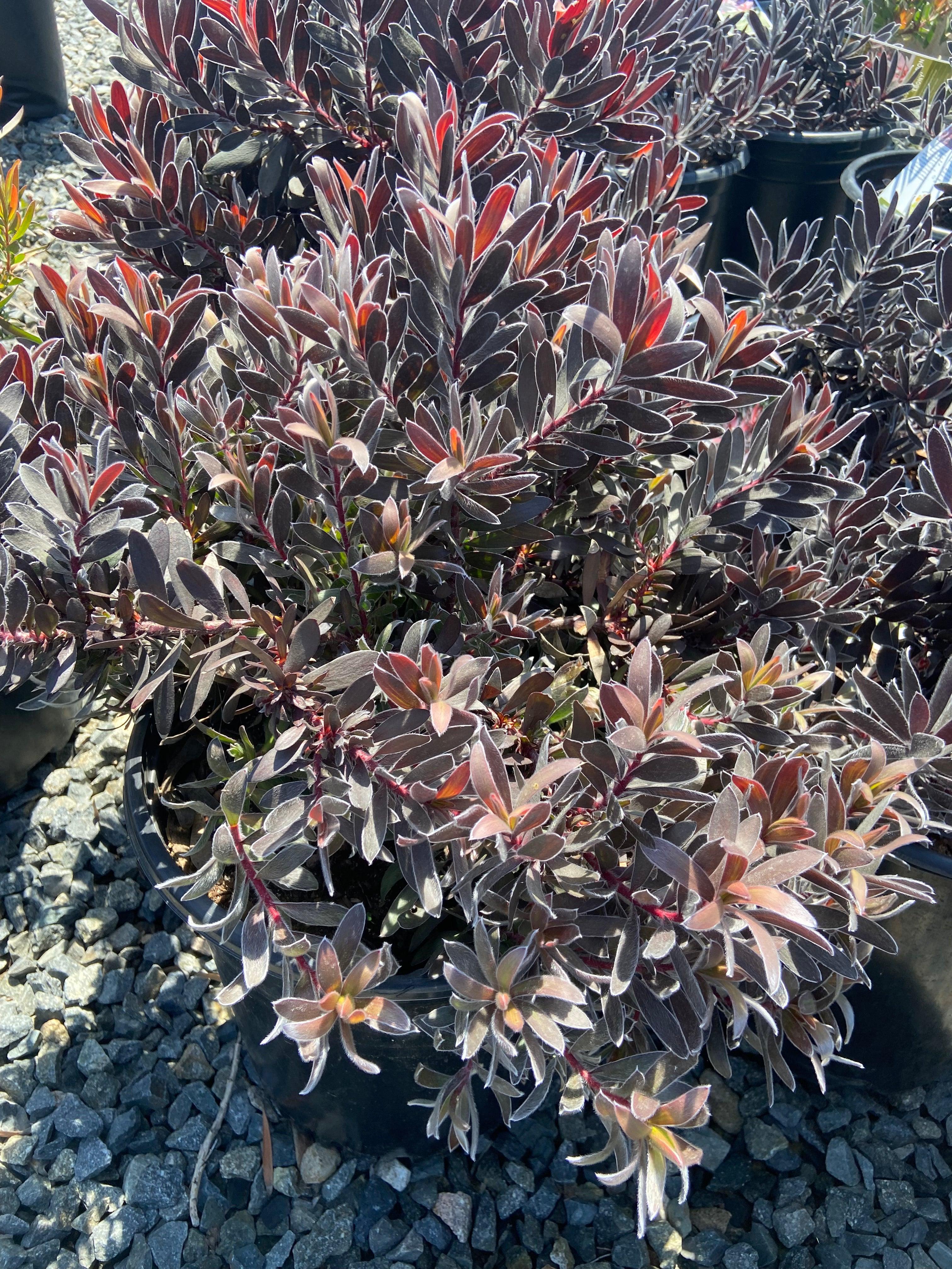Conebush - Leucodendron - Image 5