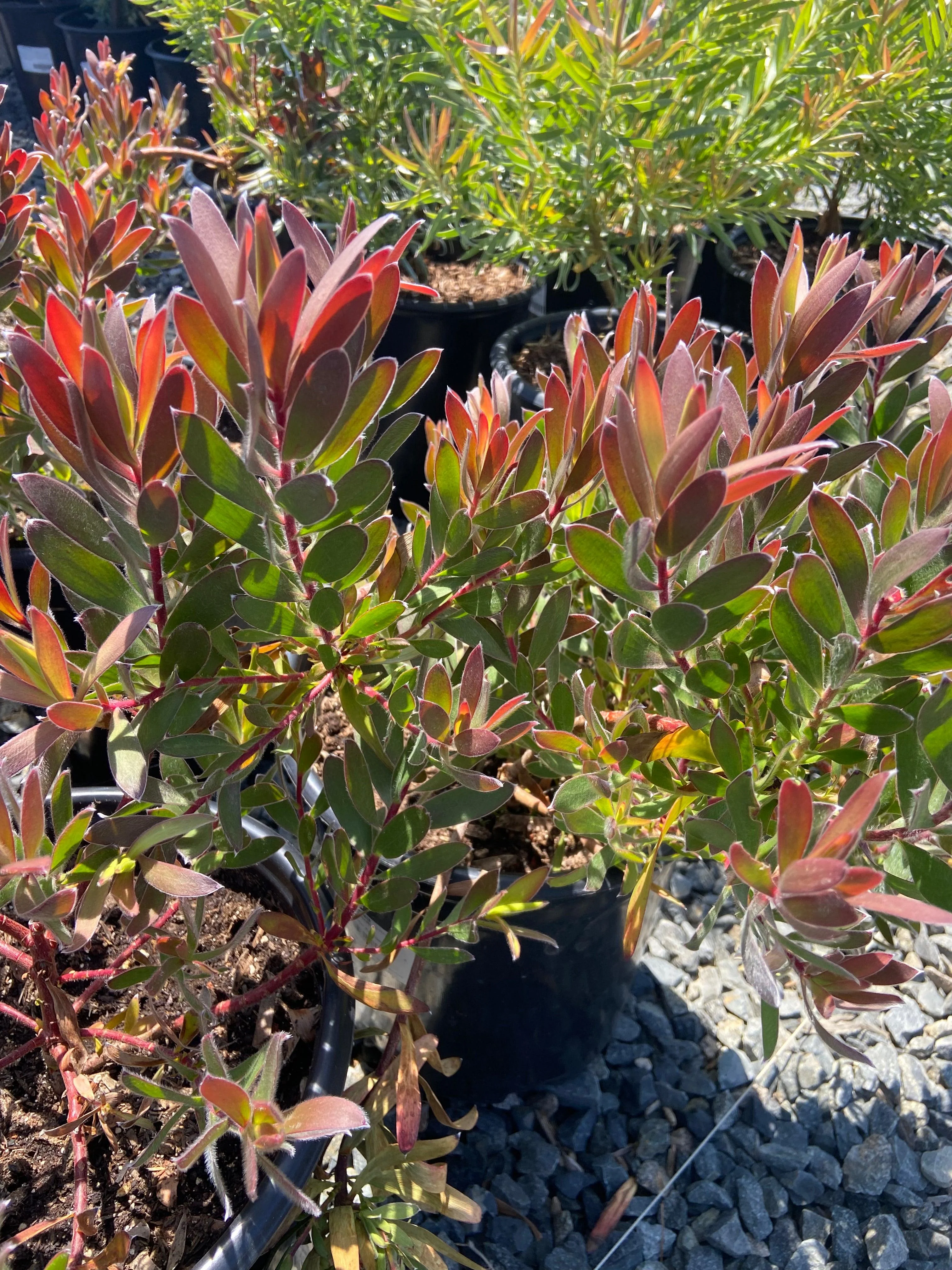 Conebush - Leucodendron - Image 6