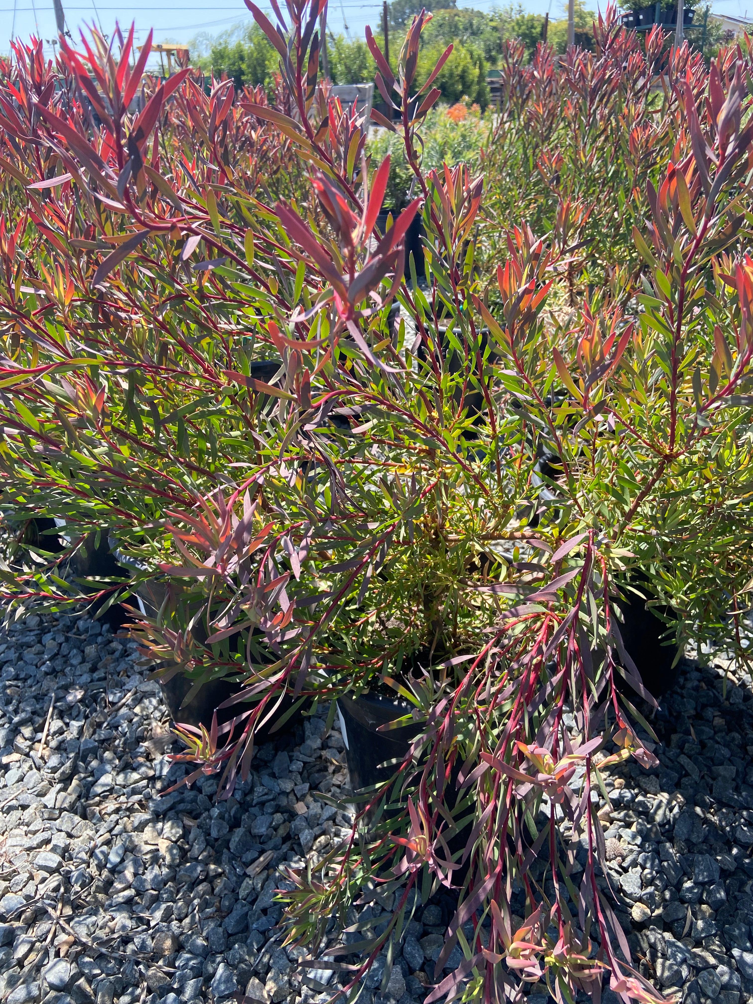 Conebush - Leucodendron - Image 7