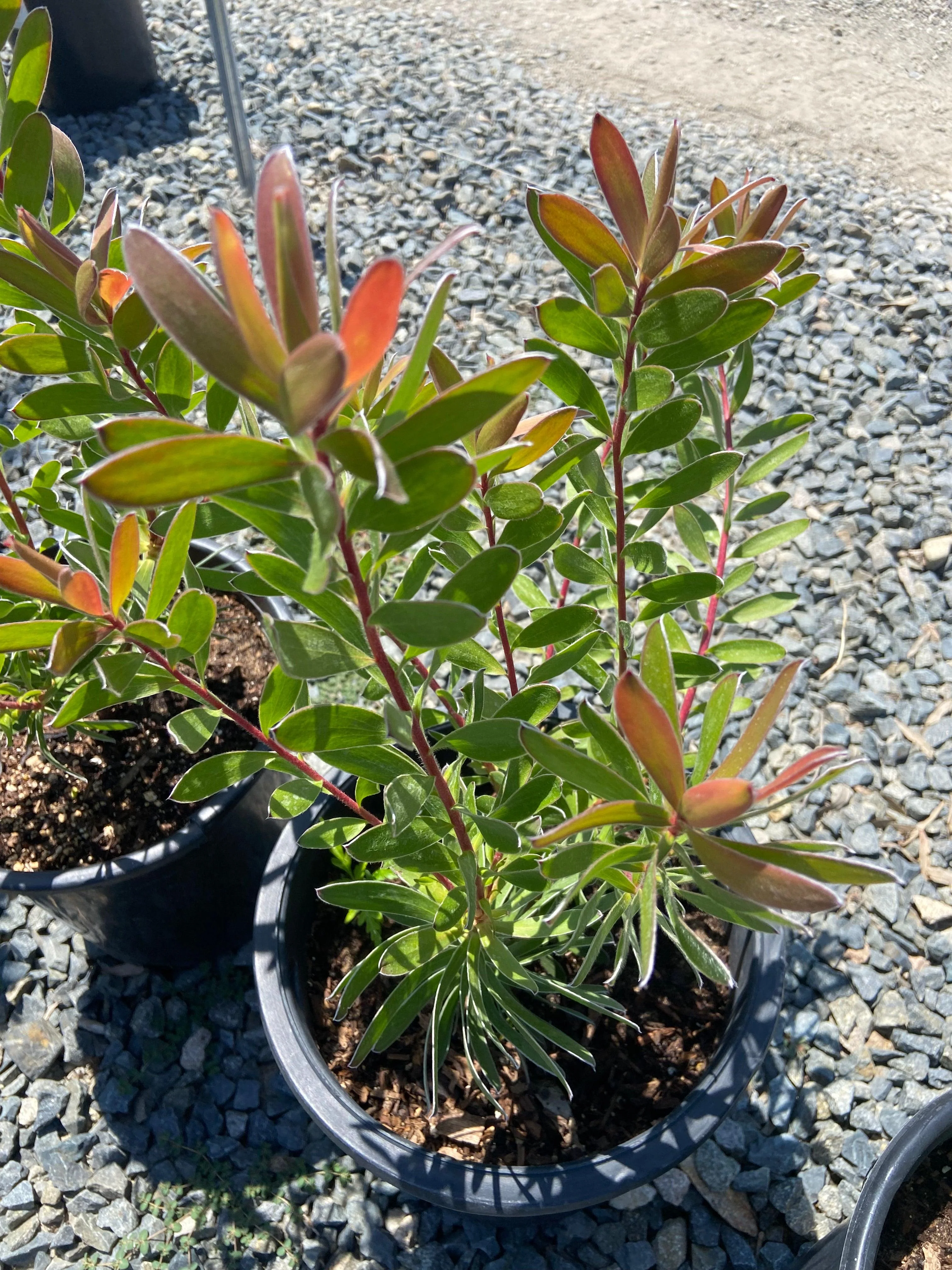 Conebush - Leucodendron - Image 8