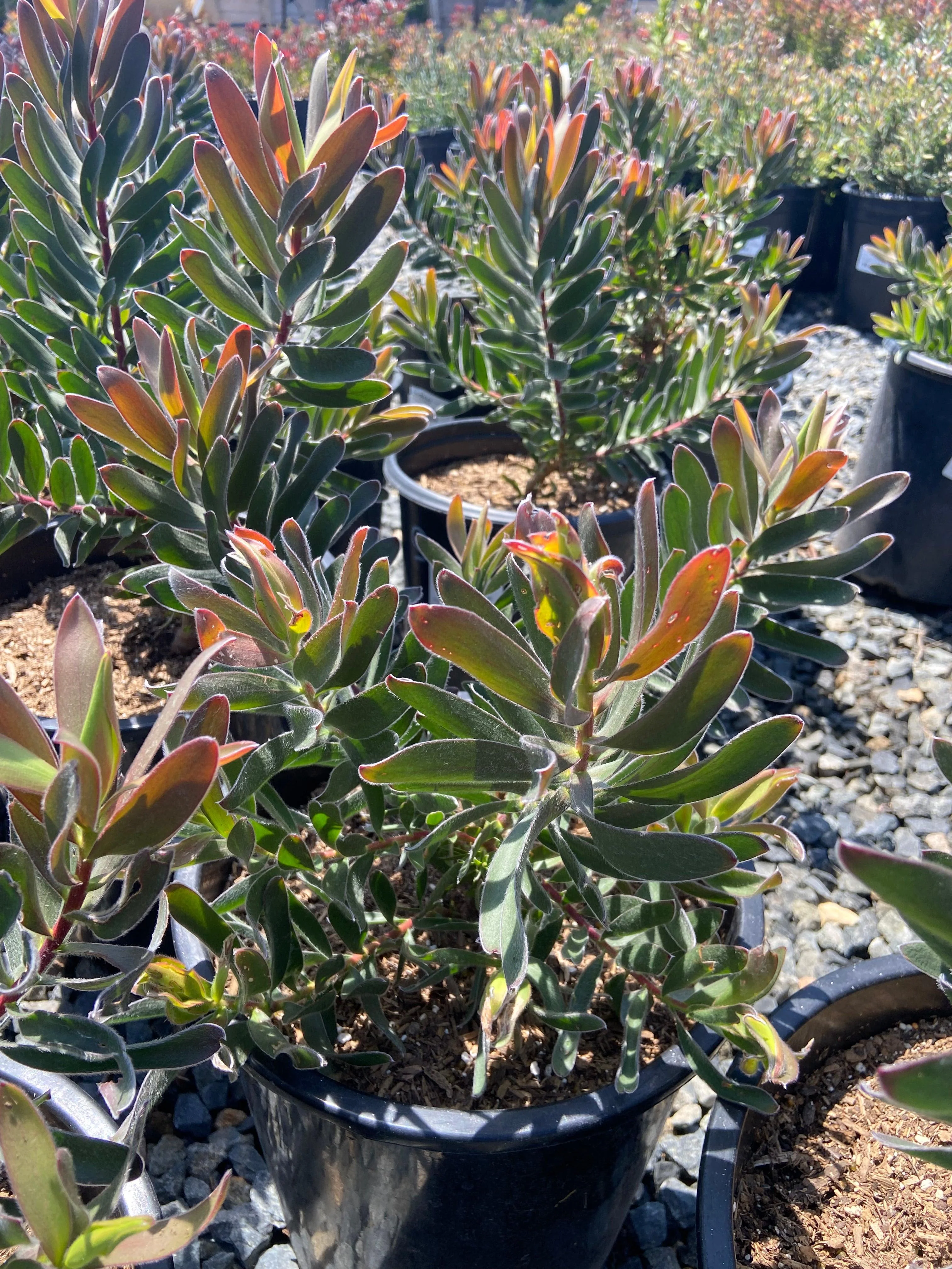 Conebush - Leucodendron - Image 9