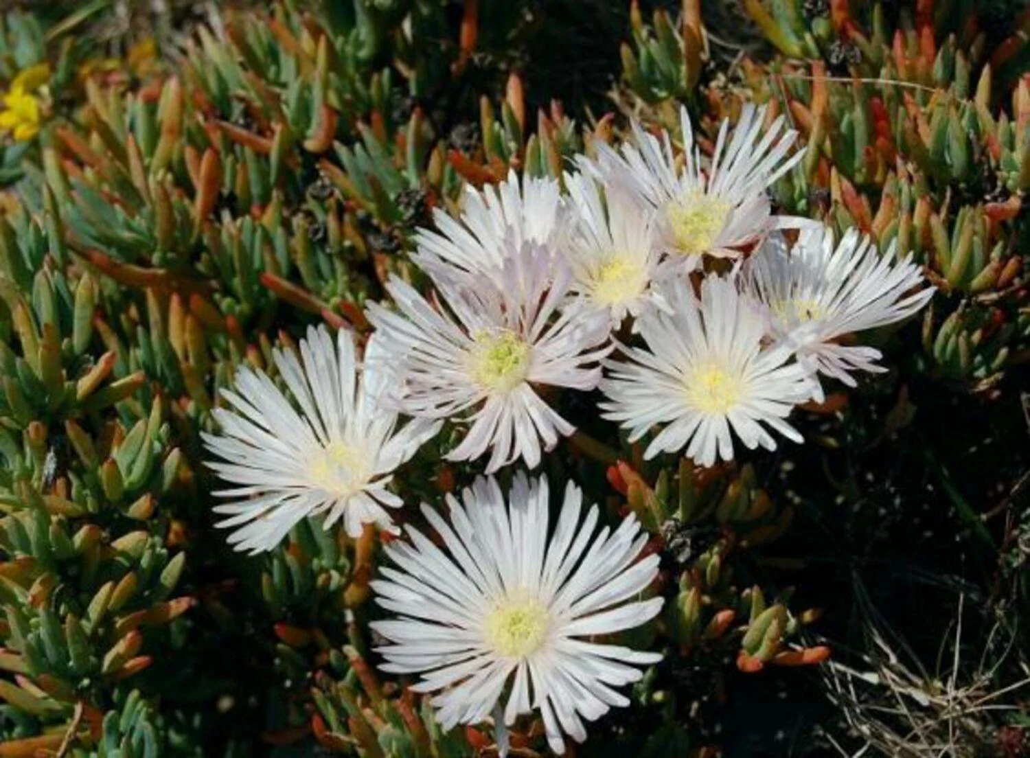 Lampranthus 'White'