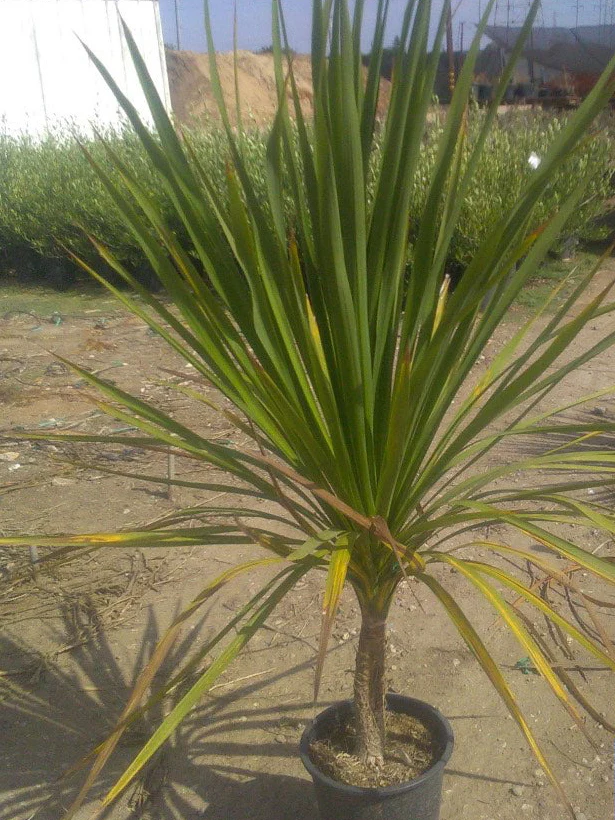New Zealand Cabbage Tree - Cordyline australis