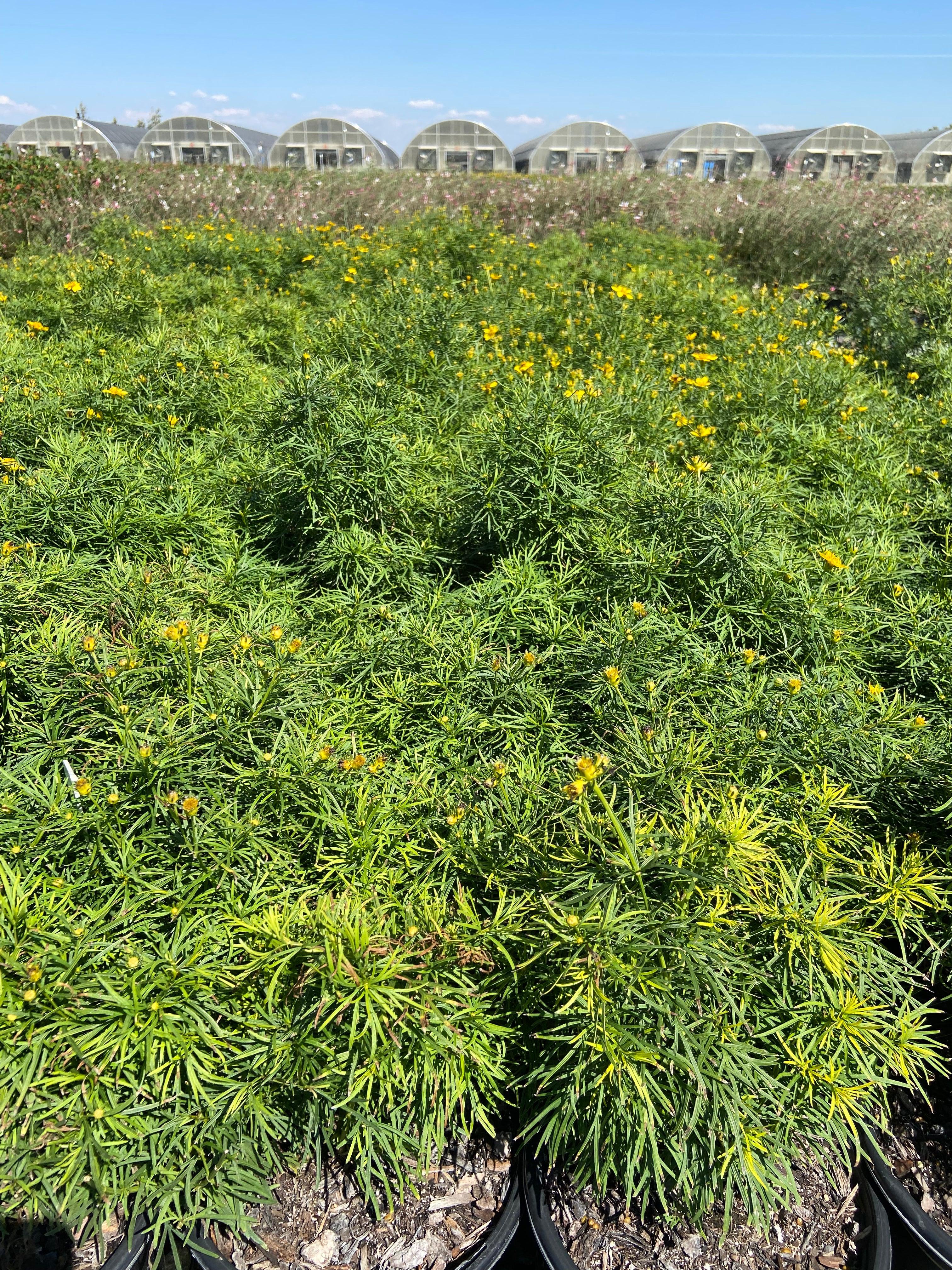 Threadleaf Coreopsis - Coreopsis Zagreb