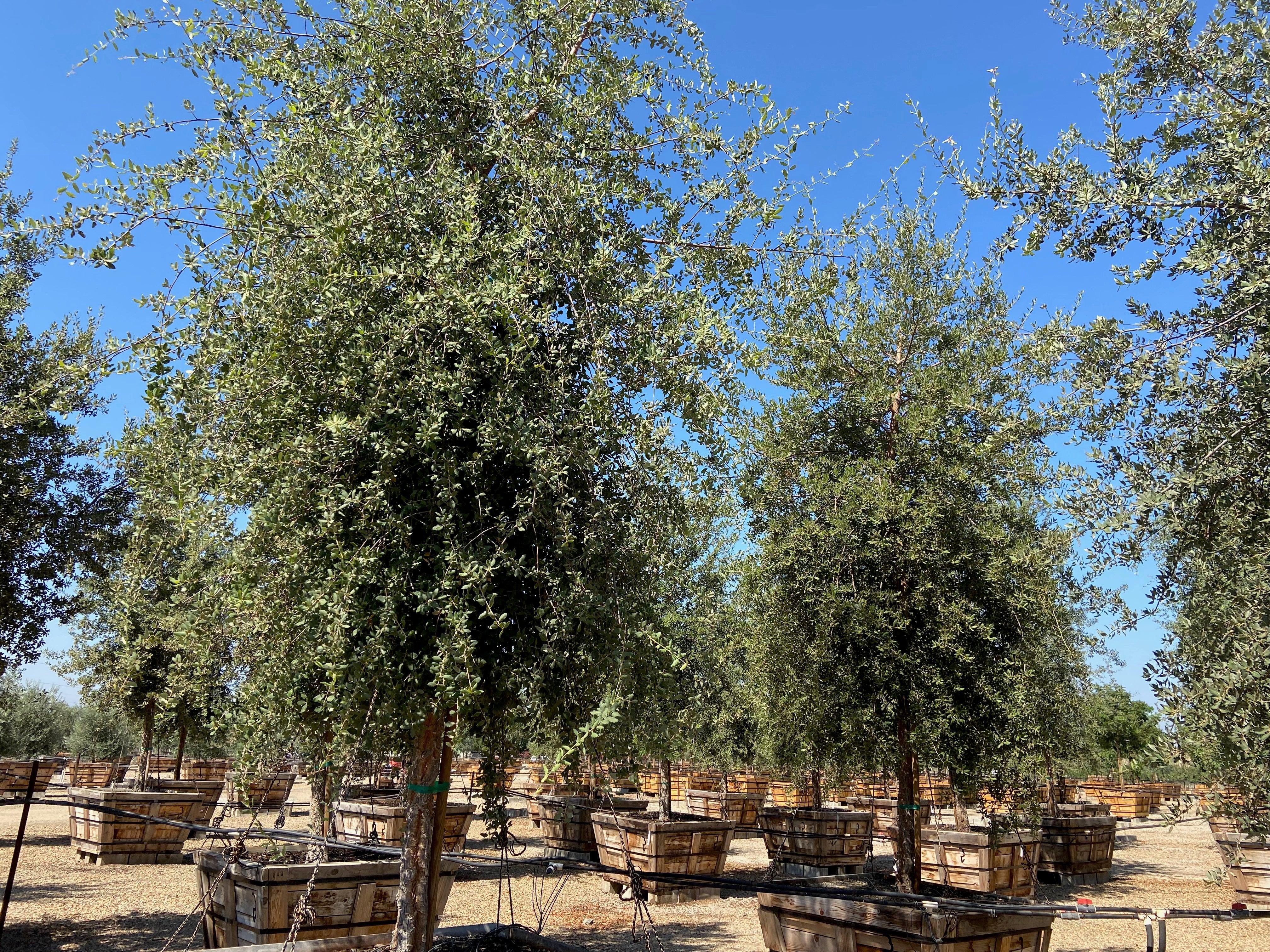Cork Oak - Quercus Suber - Image 3