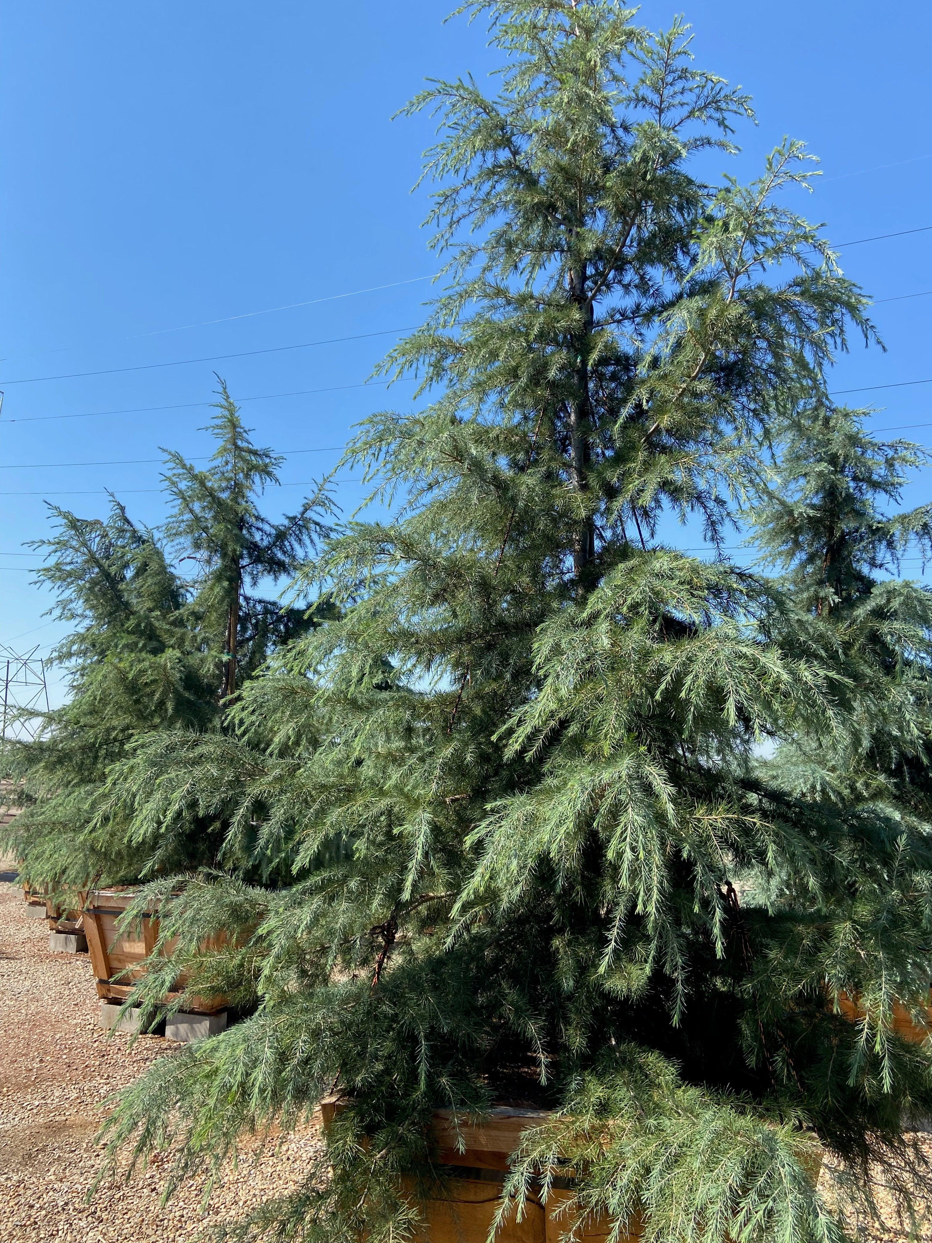 Deodar Cedar (Cedrus Deodara) - Image 3