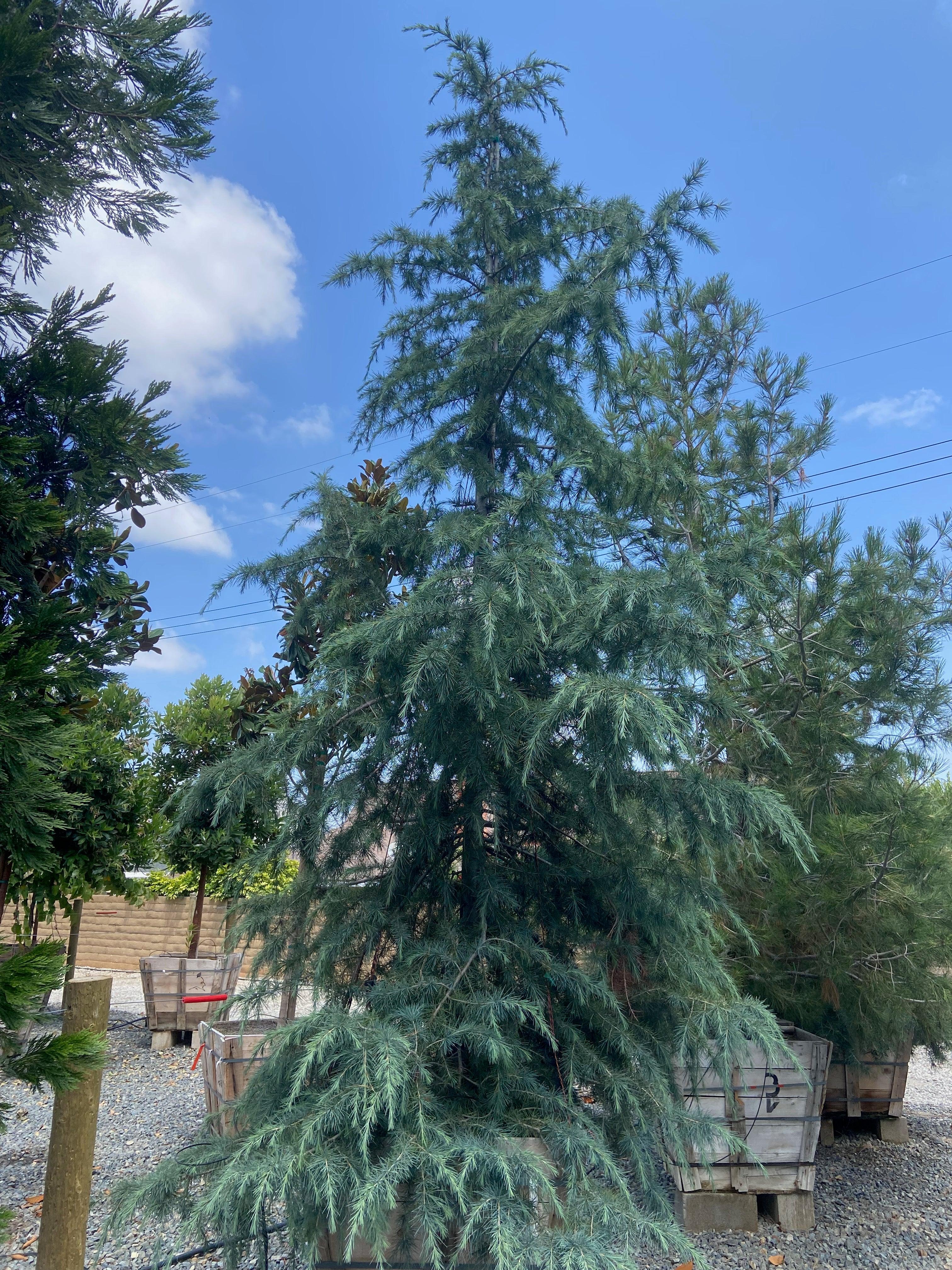 Deodar Cedar (Cedrus Deodara) - Image 4