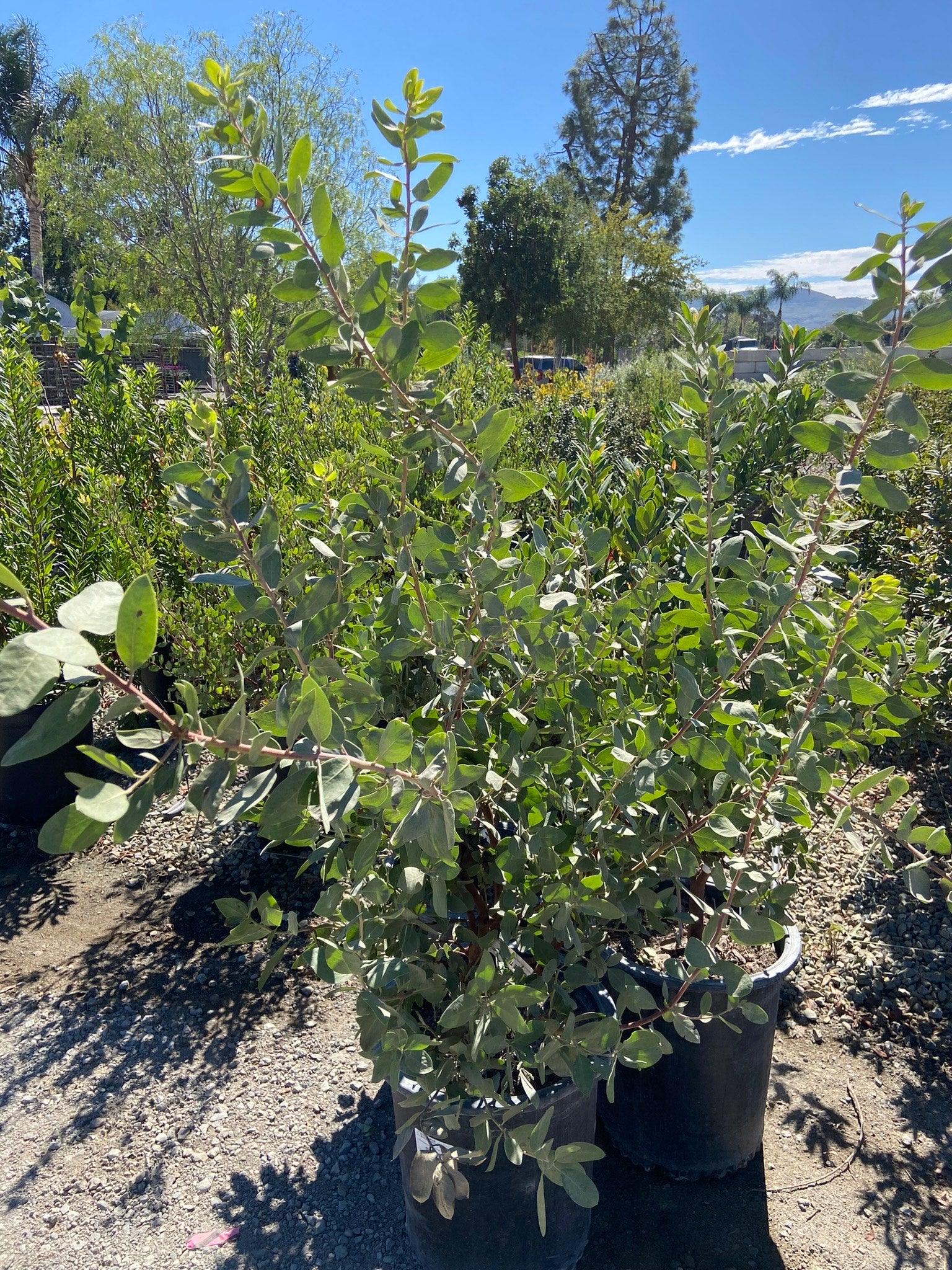 Dr. Hurd Manzanita Tree - Arctostaphylos Manzanita 'Dr. Hurd' - Image 3