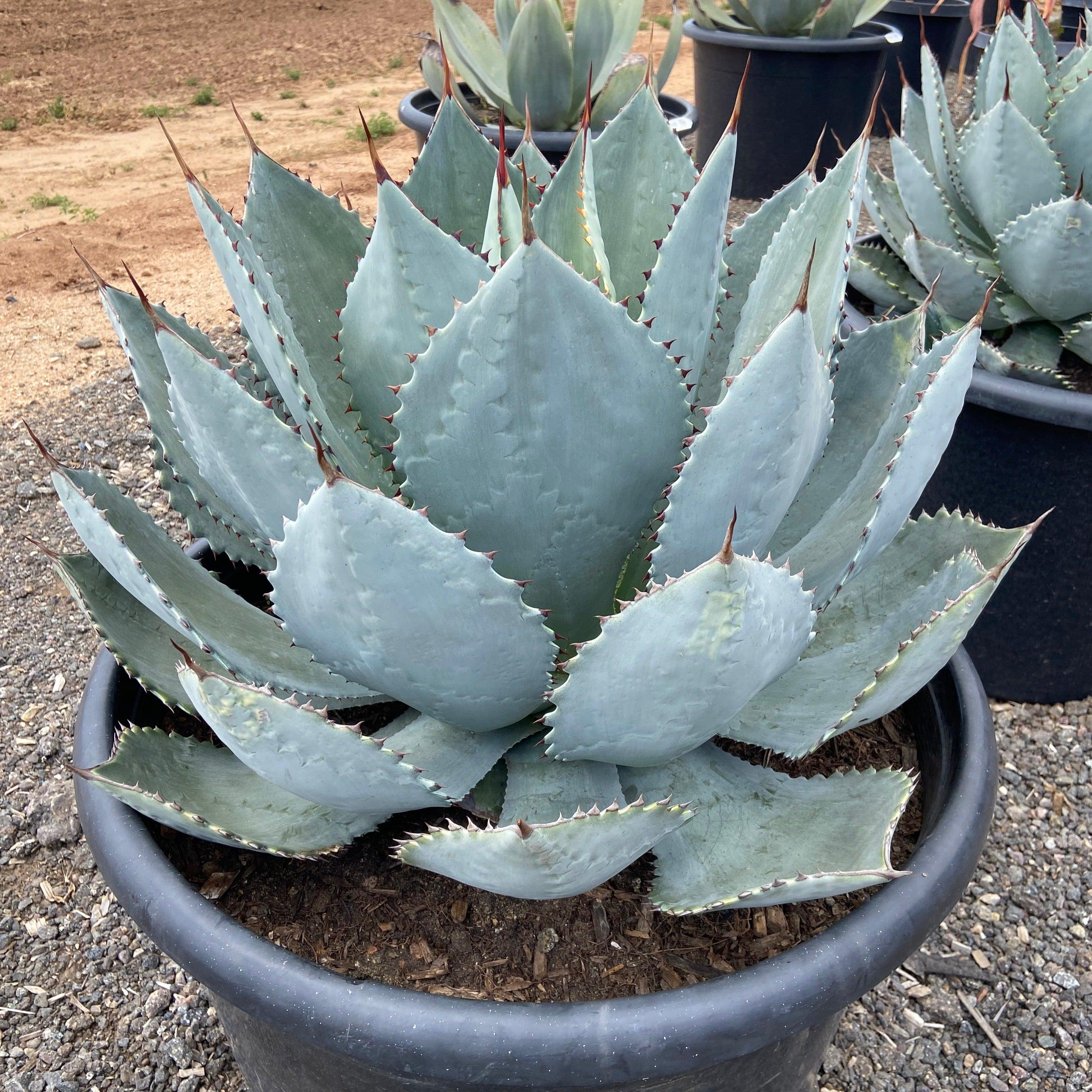Dragon Toes Agave - Agave pygmaea 'Dragon Toes