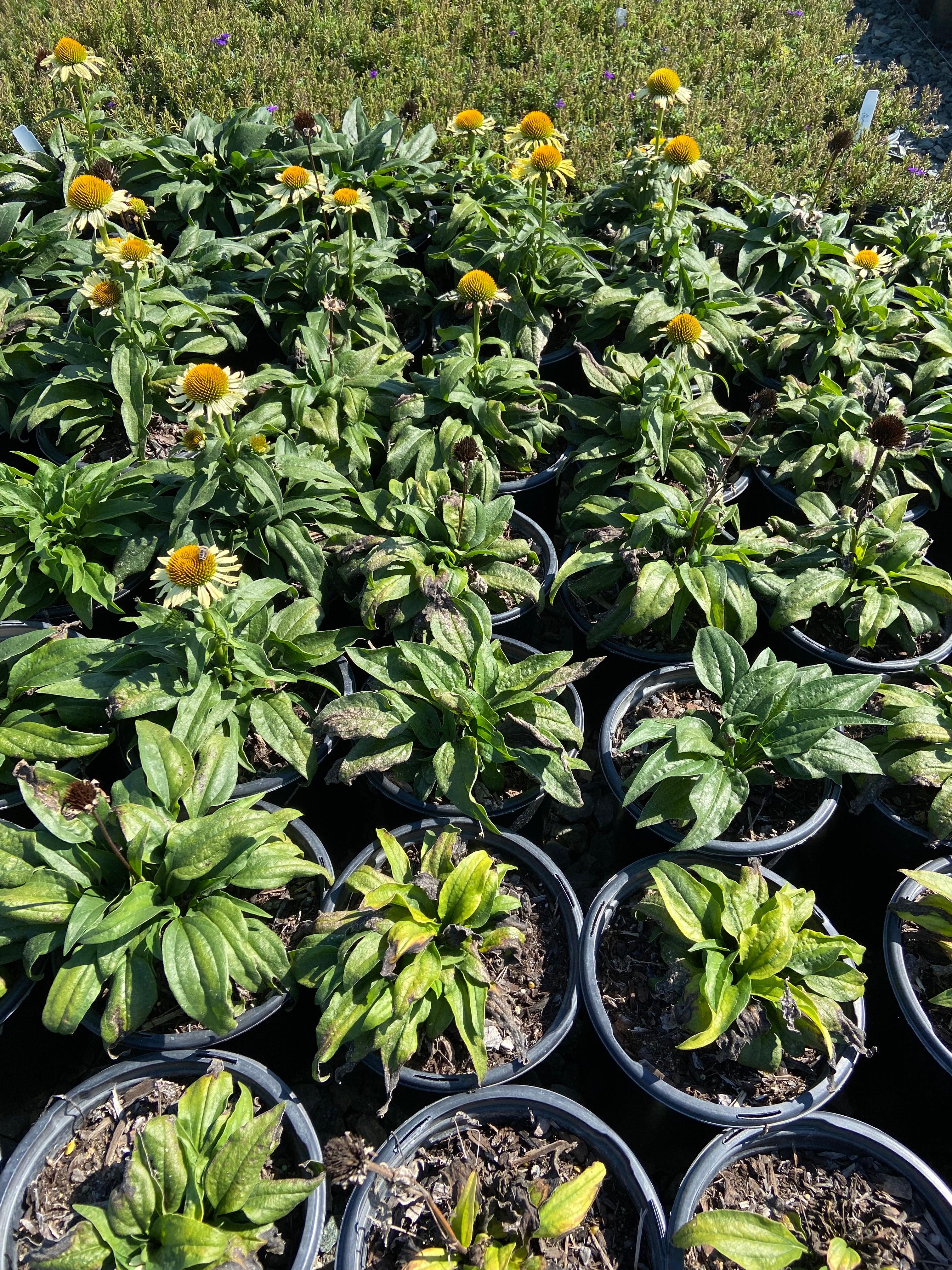 Butterfly 'Cleopatra' Coneflower - Echinacea Butterfly Cleopatra
