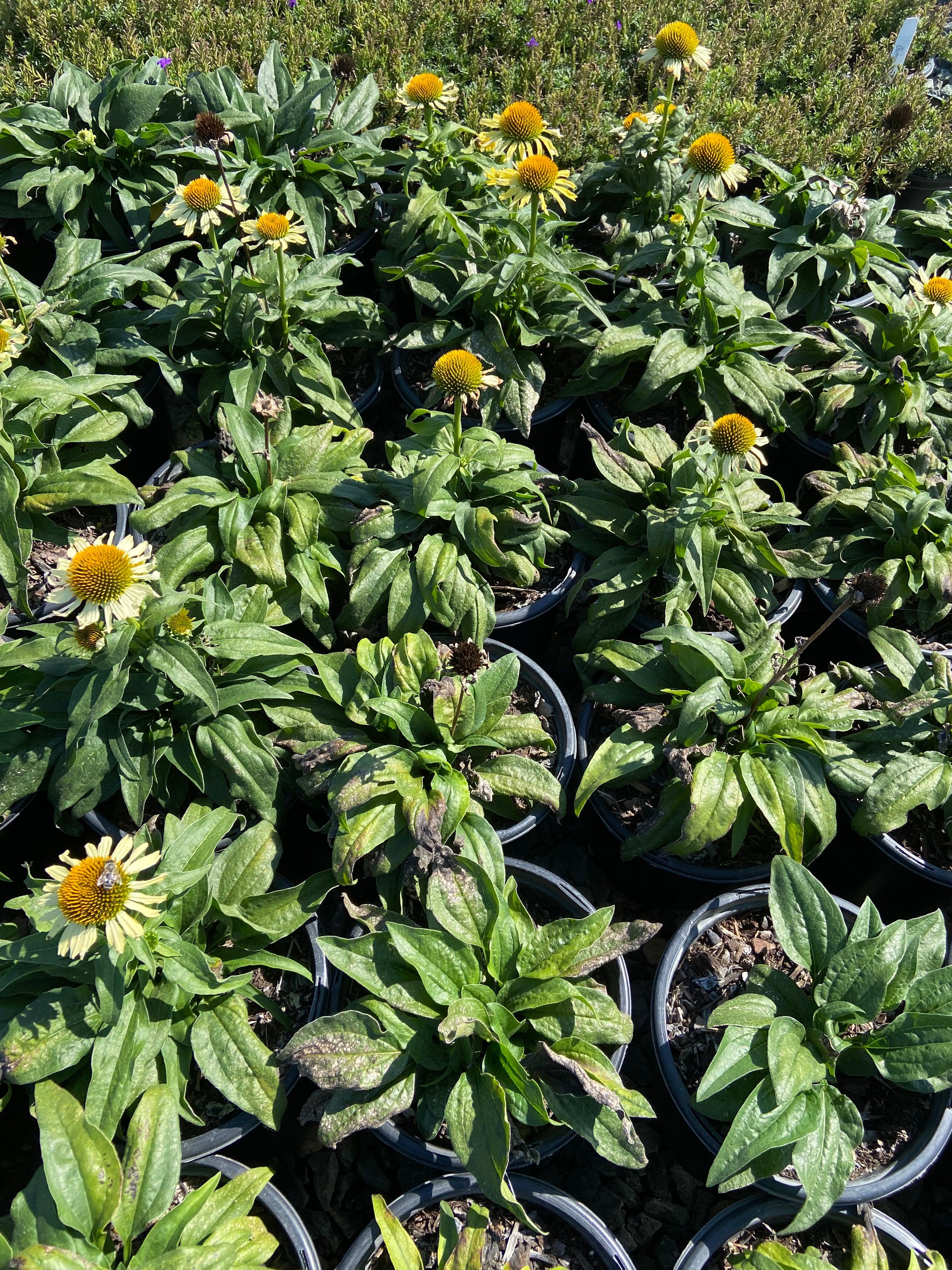 Butterfly 'Cleopatra' Coneflower - Echinacea Butterfly Cleopatra - Image 2