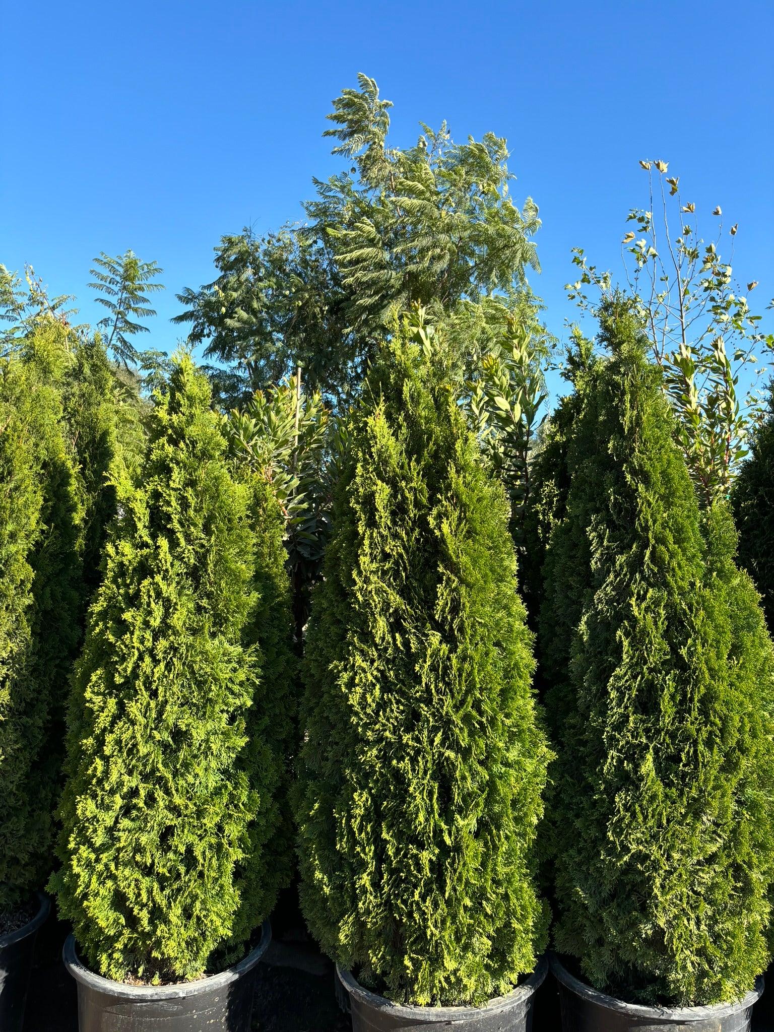 Emerald Green Arborvitae - Thuja Emerald Green