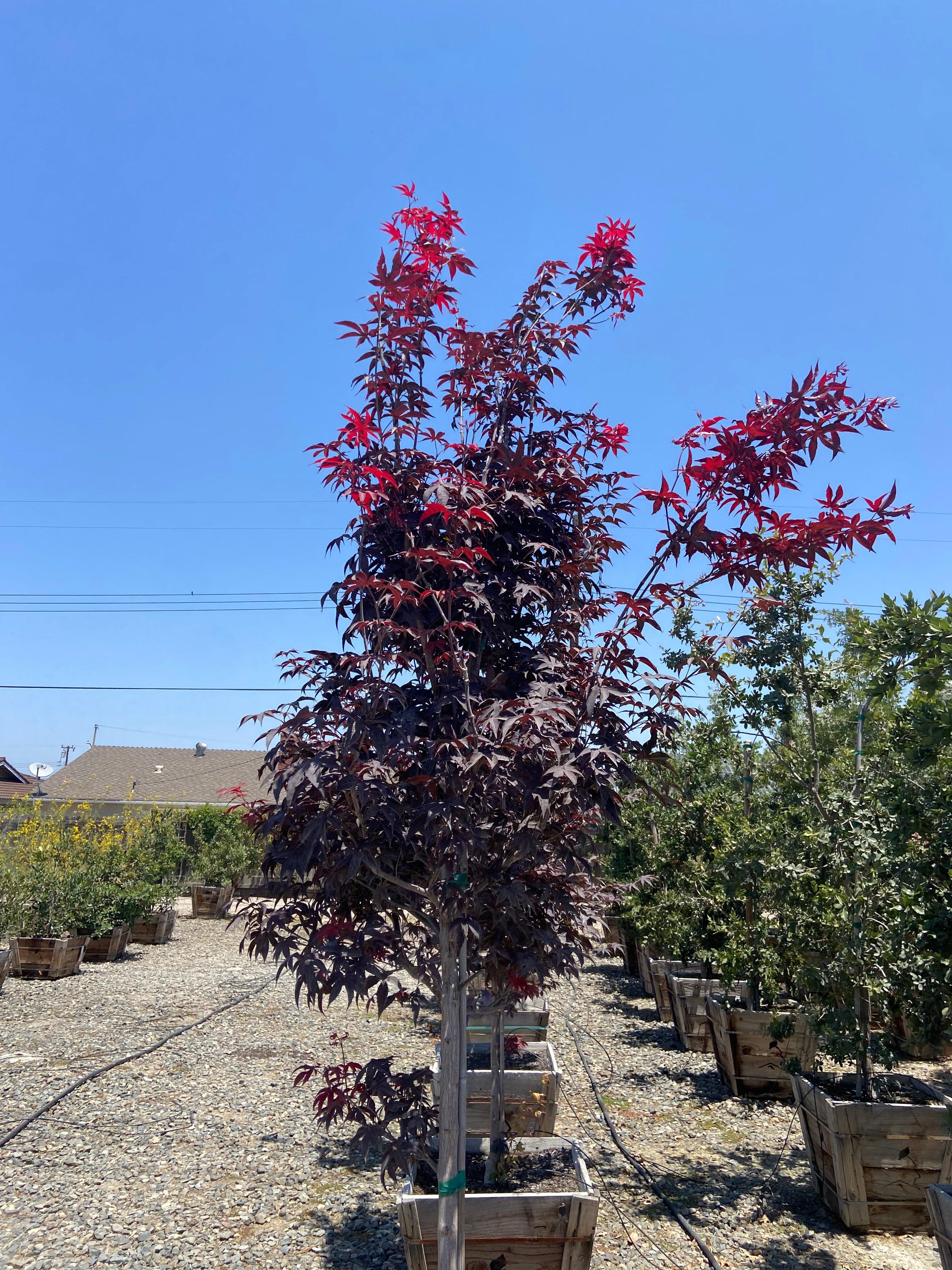 Emperor One Japanese Maple - Acer palmatum 'Emperor One