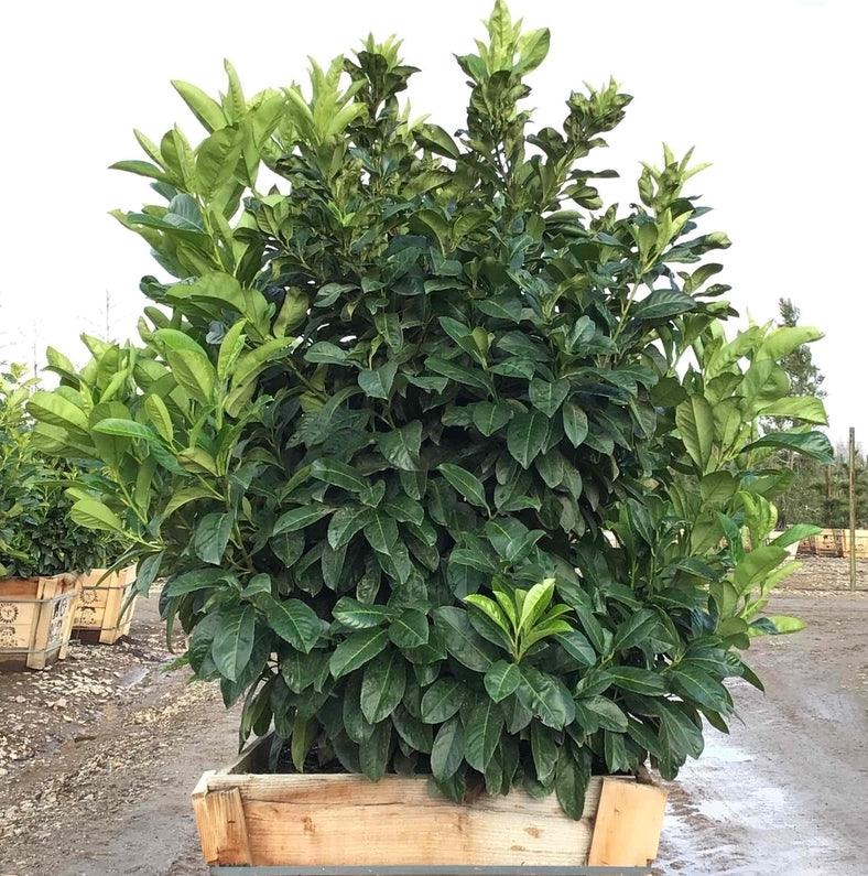English Laurel - Prunus Laurocerasus