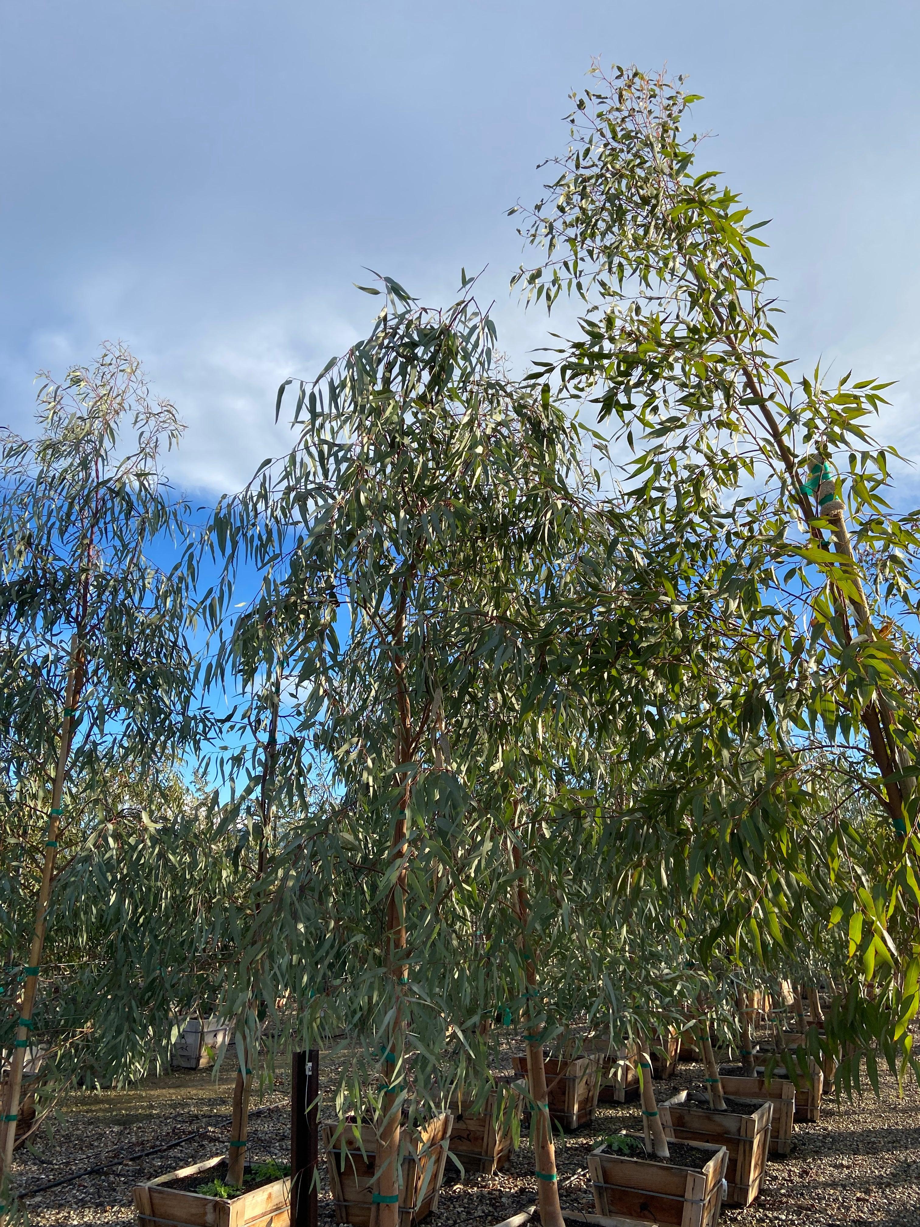 Red Gum - Eucalyptus Camaldulensis - Image 3