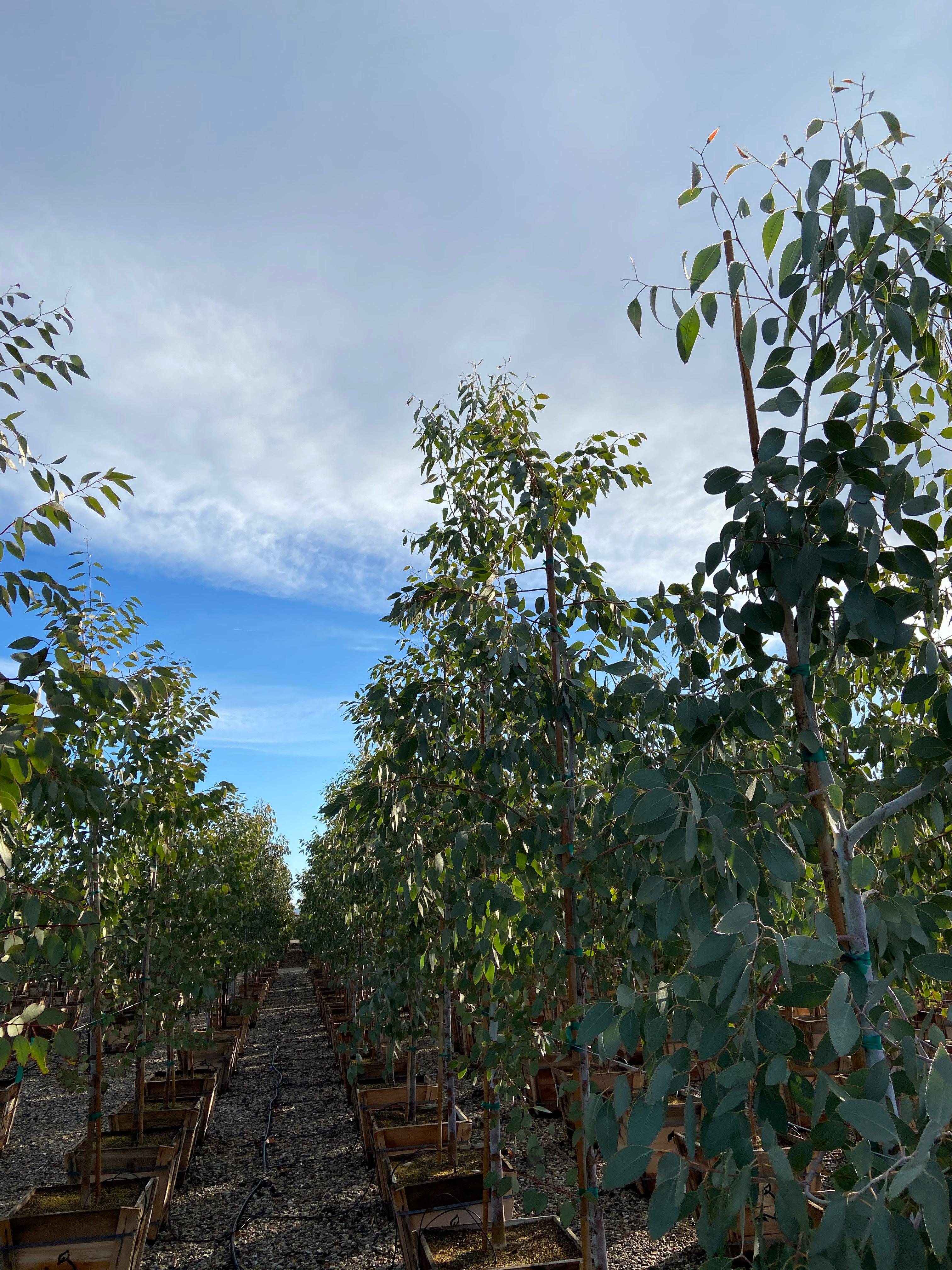 Orange Gum - Eucalyptus Prava - Image 3