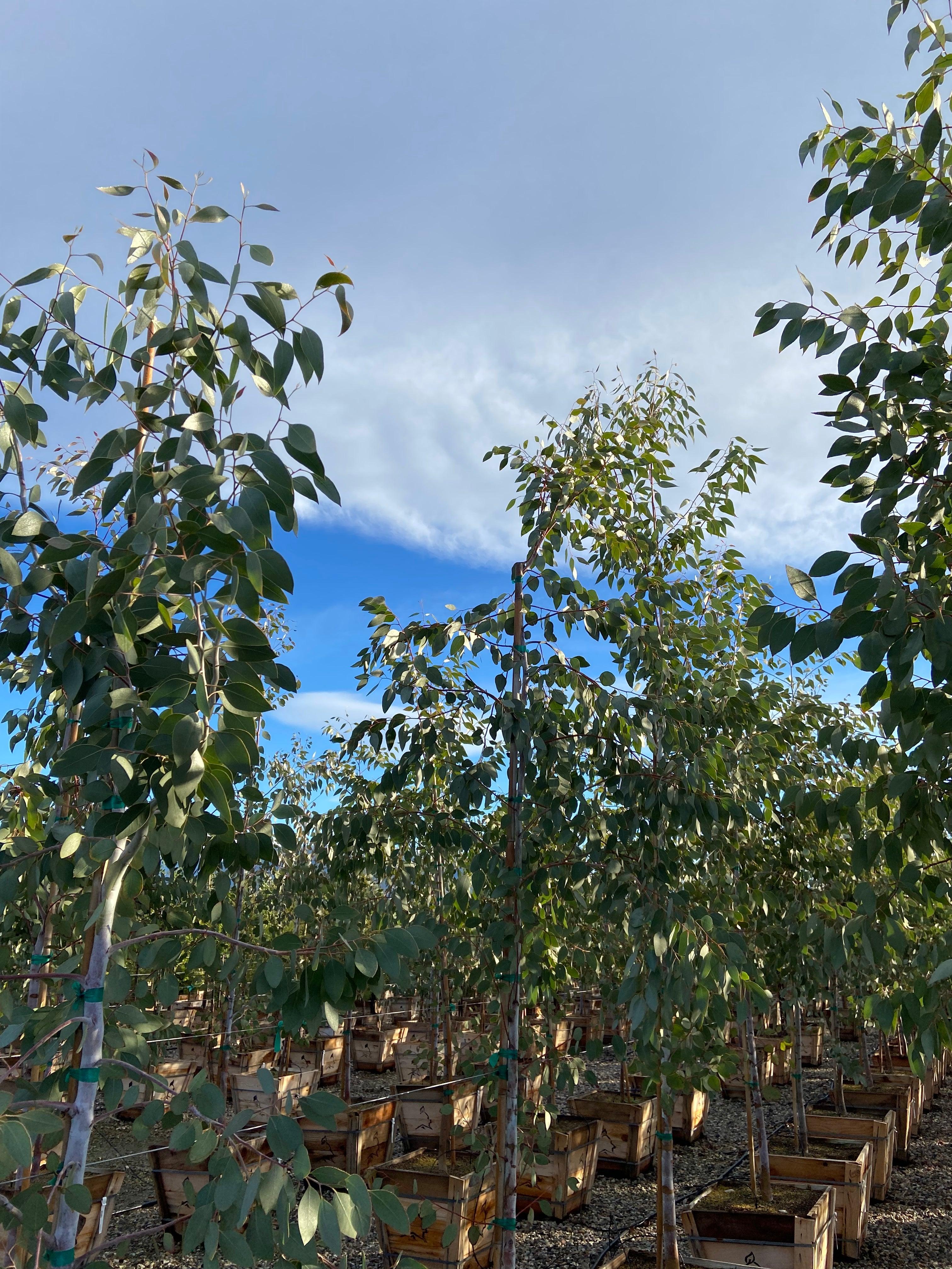 Orange Gum - Eucalyptus Prava - Image 4