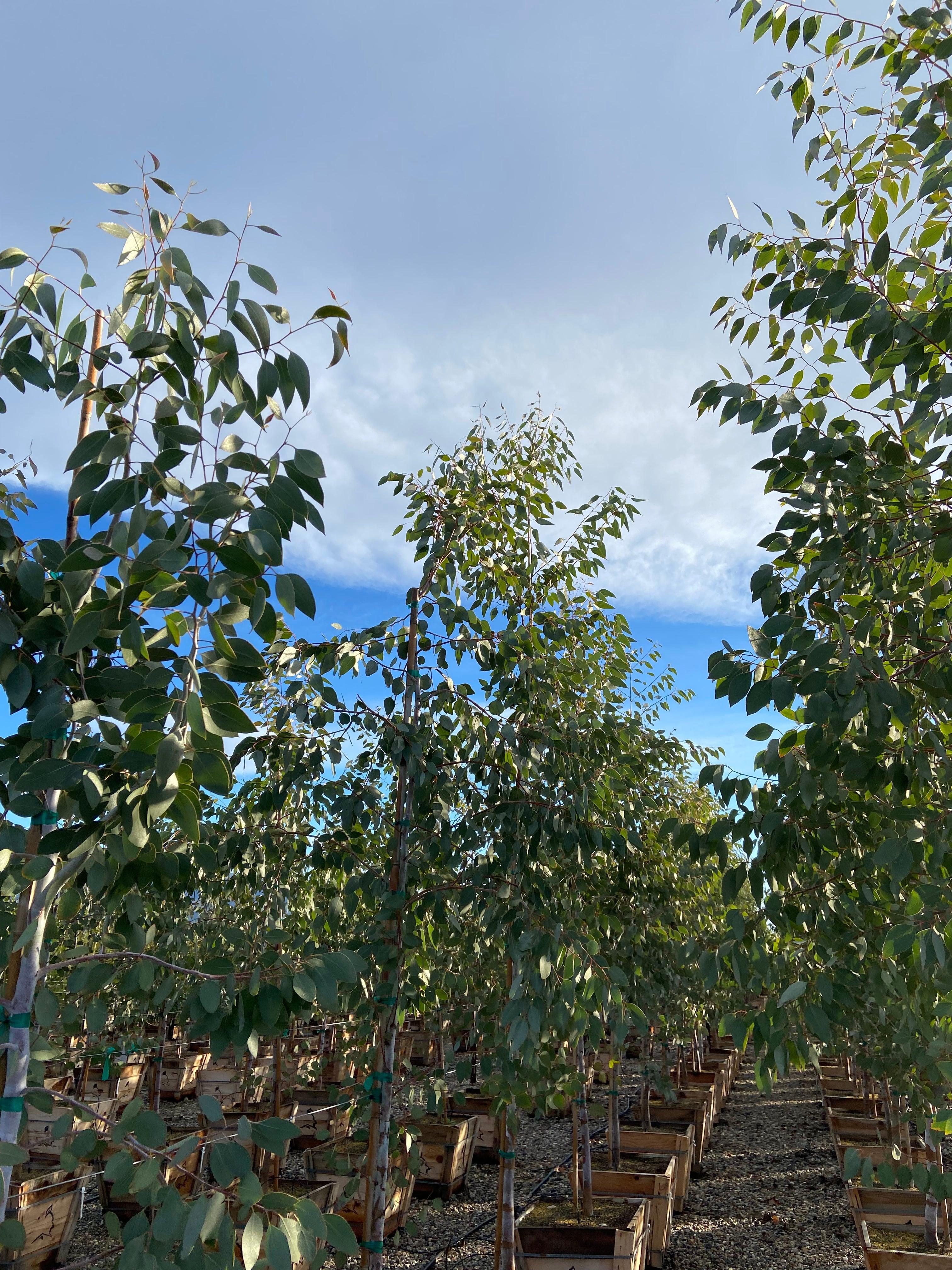 Orange Gum - Eucalyptus Prava - Image 5